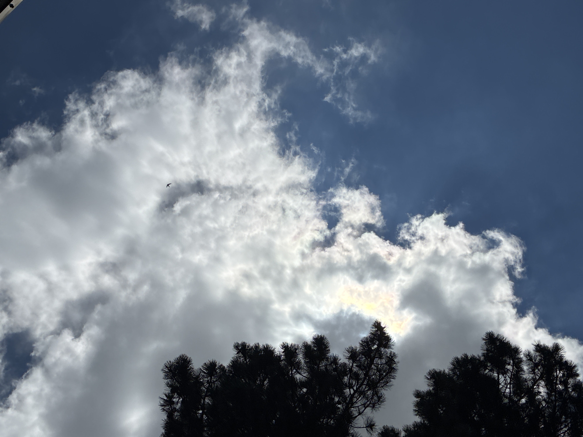The image is a low-angle shot of the sky taken from Khashuri, Georgia. In the foreground on the left, the dark silhouette of a pine tree branches and needles is visible. The sky is a mixture of deep blue and white clouds, with a small bird in flight in the upper center. Sunlight is filtering through the clouds, creating some bright, almost iridescent patches. The overall impression is of a dynamic, natural scene.