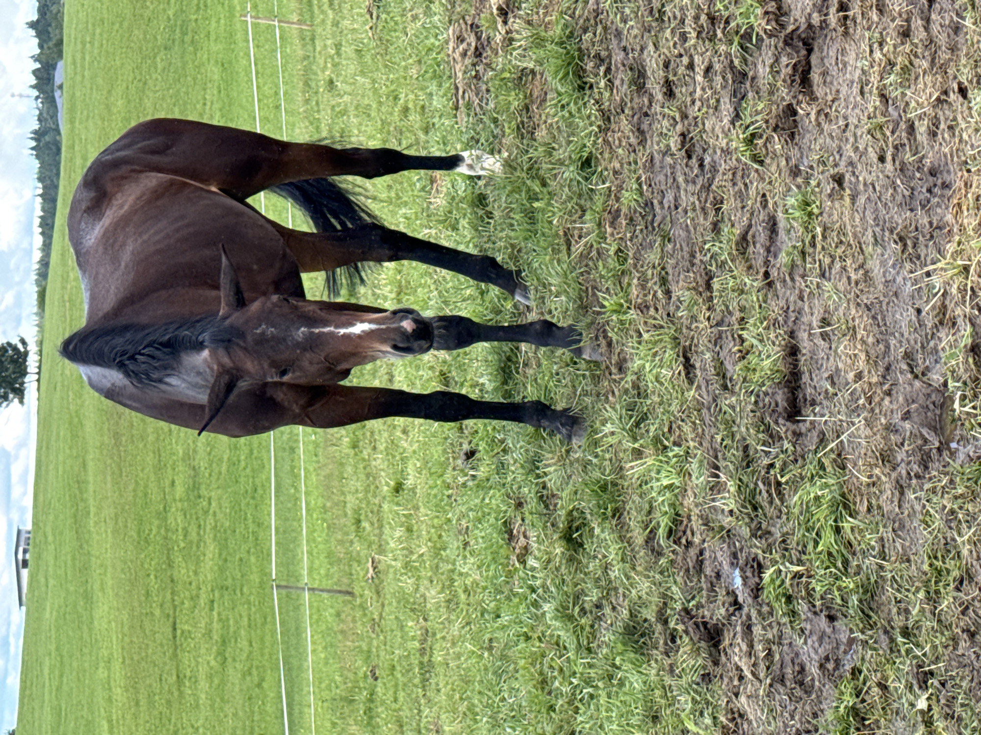 A brown horse stands in a muddy field in Galinė, Lithuania. The horse is facing the camera and has a white blaze on its face. The field is covered in green grass and mud. In the background, there are rolling green hills and a few trees. The sky is cloudy.