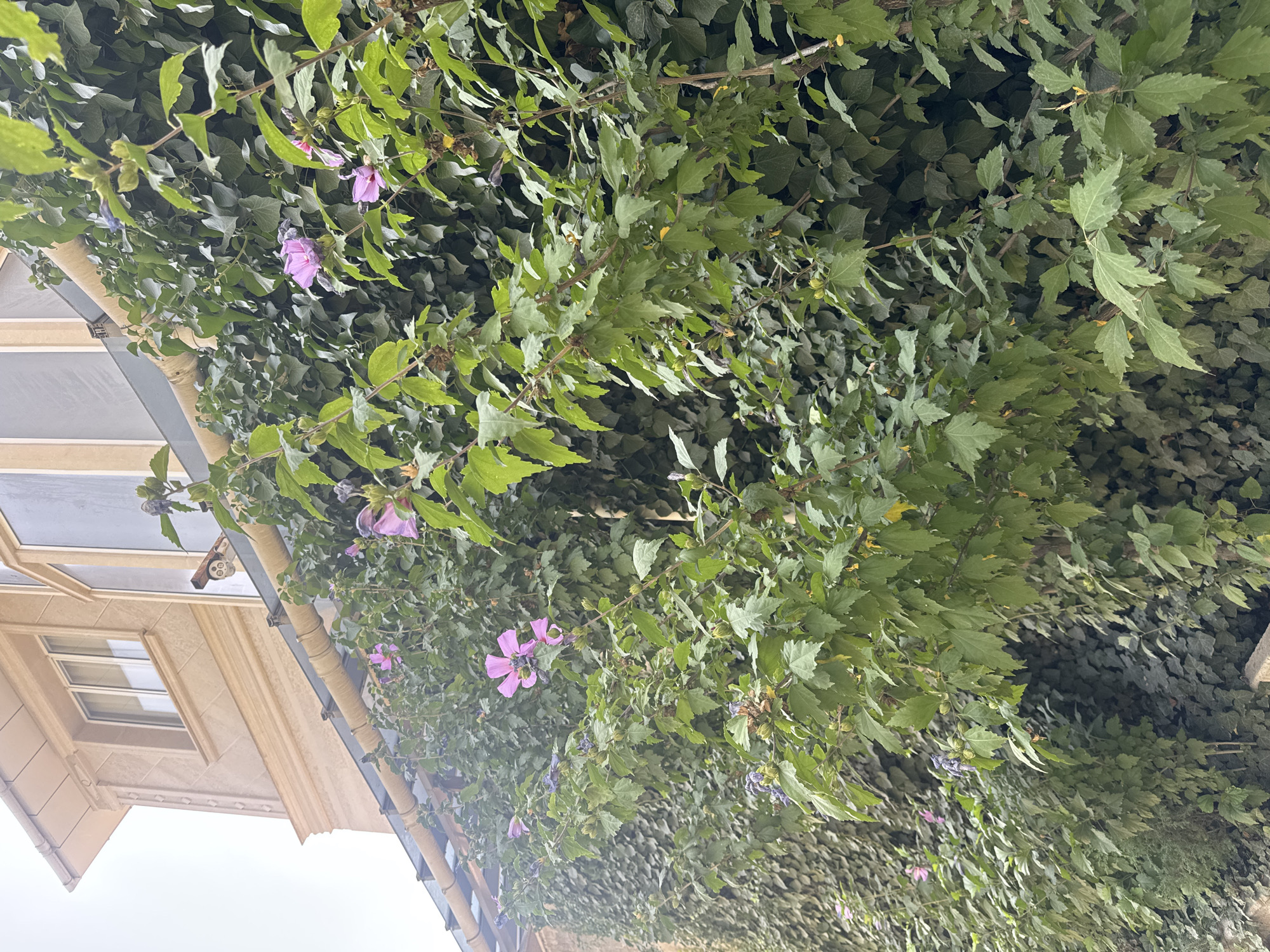 A medium shot captures a section of an ivy-covered wall with flowering hibiscus plants in front of it. The building facade, made of beige stone with decorative molding and framed windows, is visible at the top left, extending towards the right. A downspout runs horizontally above the plants, attached to the building. A security camera is mounted on a wooden bracket above the downspout. The hibiscus plants have green leaves and scattered pink and purple flowers, with some buds and dried blooms also visible. The background is a dense, dark green wall of ivy. The lighting suggests an overcast day, with diffused light. The scene appears to be an exterior urban setting, possibly a residential building in Bishkek, Kyrgyzstan, given the context. No people are present in the frame, and no specific actions are depicted.
