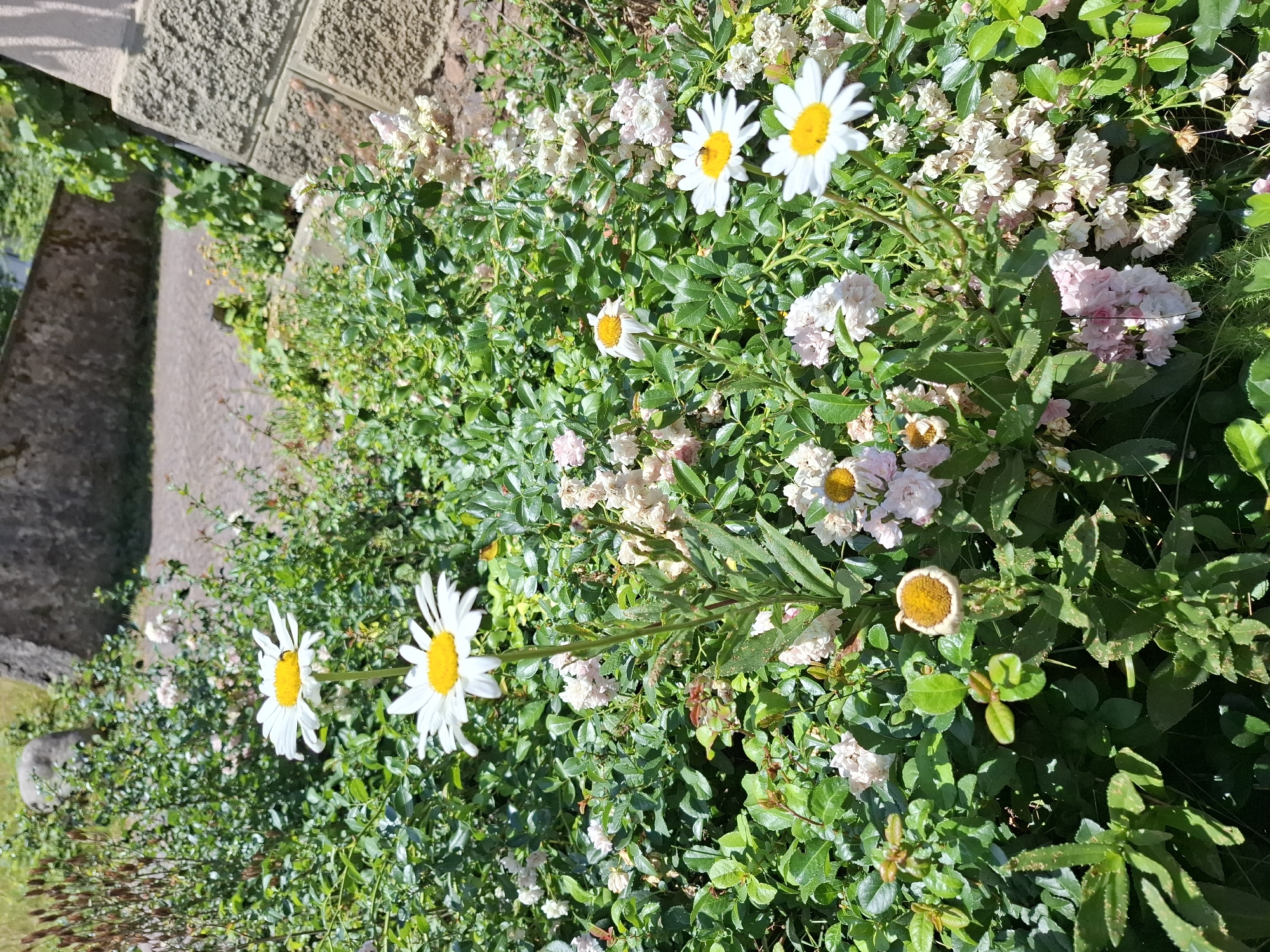 This is a vertical, eye-level shot of a lush garden in Klettgau, Germany, bathed in bright sunlight, suggesting a clear, warm day. The foreground is dominated by vibrant green foliage and a cluster of white daisies with bright yellow centers. Some of the daisies are fully bloomed and prominent, while others are slightly wilted or in bud. Interspersed with the daisies are smaller clusters of pale pink and white flowers, likely roses, adding a delicate contrast to the bolder daisies.
To the left of the garden, a textured stone wall forms a boundary, with a shadowed, grey paved walkway or steps leading away from it. This architectural element suggests an outdoor setting, possibly a garden path or the edge of a patio. The sunlight casts distinct shadows, highlighting the dimensionality of the plants and the texture of the wall, further reinforcing the impression of a sunny day. The overall mood is one of natural beauty and tranquility, with the focus on the vibrant life of the garden. No people or animals are visible, and there is no text present in the image. The composition draws the viewer's eye into the abundance of the flowering plants.