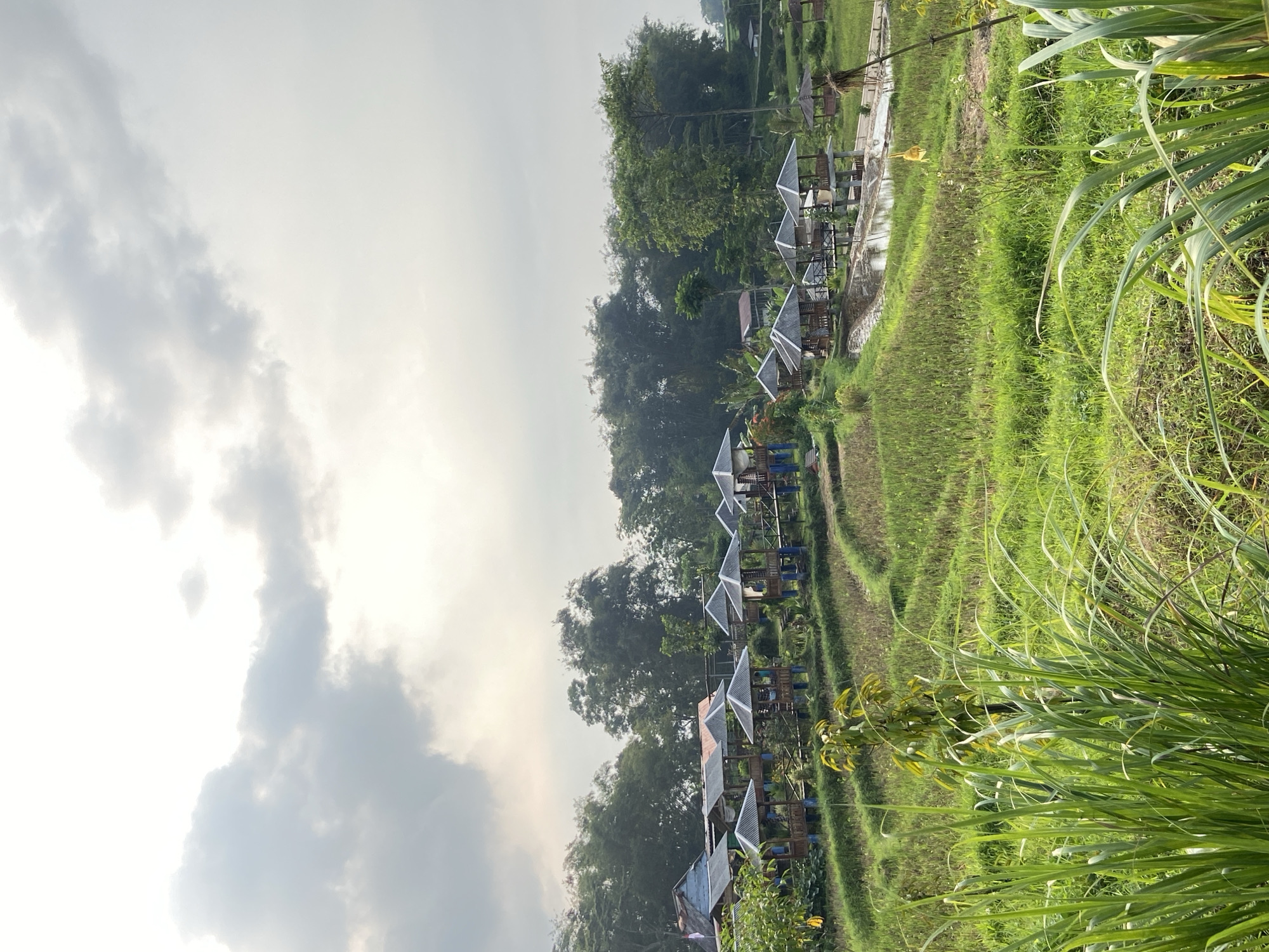 The image shows a rural landscape in Penanggungan, Indonesia. There are several small, open-air structures with peaked roofs situated near a paddy field. The paddy field is green and appears well-maintained. Lush vegetation, including tall grasses, is visible in the foreground. In the background, trees and a cloudy sky complete the scene.