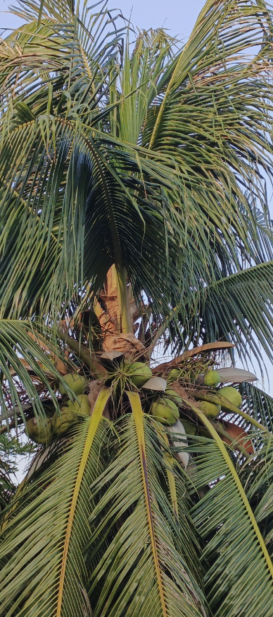 The image displays the upper section of a coconut palm tree (Cocos nucifera) in the city of Unknown, Unknown, captured from a low angle against a clear, pale blue sky. Numerous large, green pinnate fronds dominate the frame, exhibiting various shades of green, with some fronds featuring distinct yellow-brown central midribs. A prominent cluster of approximately 15 to 20 immature, green coconuts is visible at the crown of the tree, nestled among the frond bases and the upper trunk area. Portions of the tree's brown, fibrous trunk and dried plant material are discernible. The scene is illuminated by ambient daylight, casting soft shadows within the dense foliage. No human figures, animals, or man-made structures are present within the immediate view of the tree's canopy.