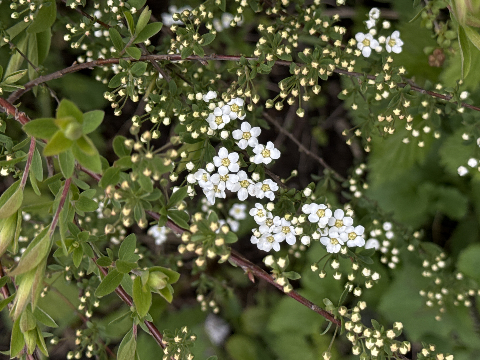 Close-up of a flowering plant. The plant has small, white flowers with yellow centers, and green leaves. There are also many unopened flower buds. The background is blurred green foliage. The plant appears to be outdoors. Without additional information, it is impossible to verify the location in Moscow, Russia.