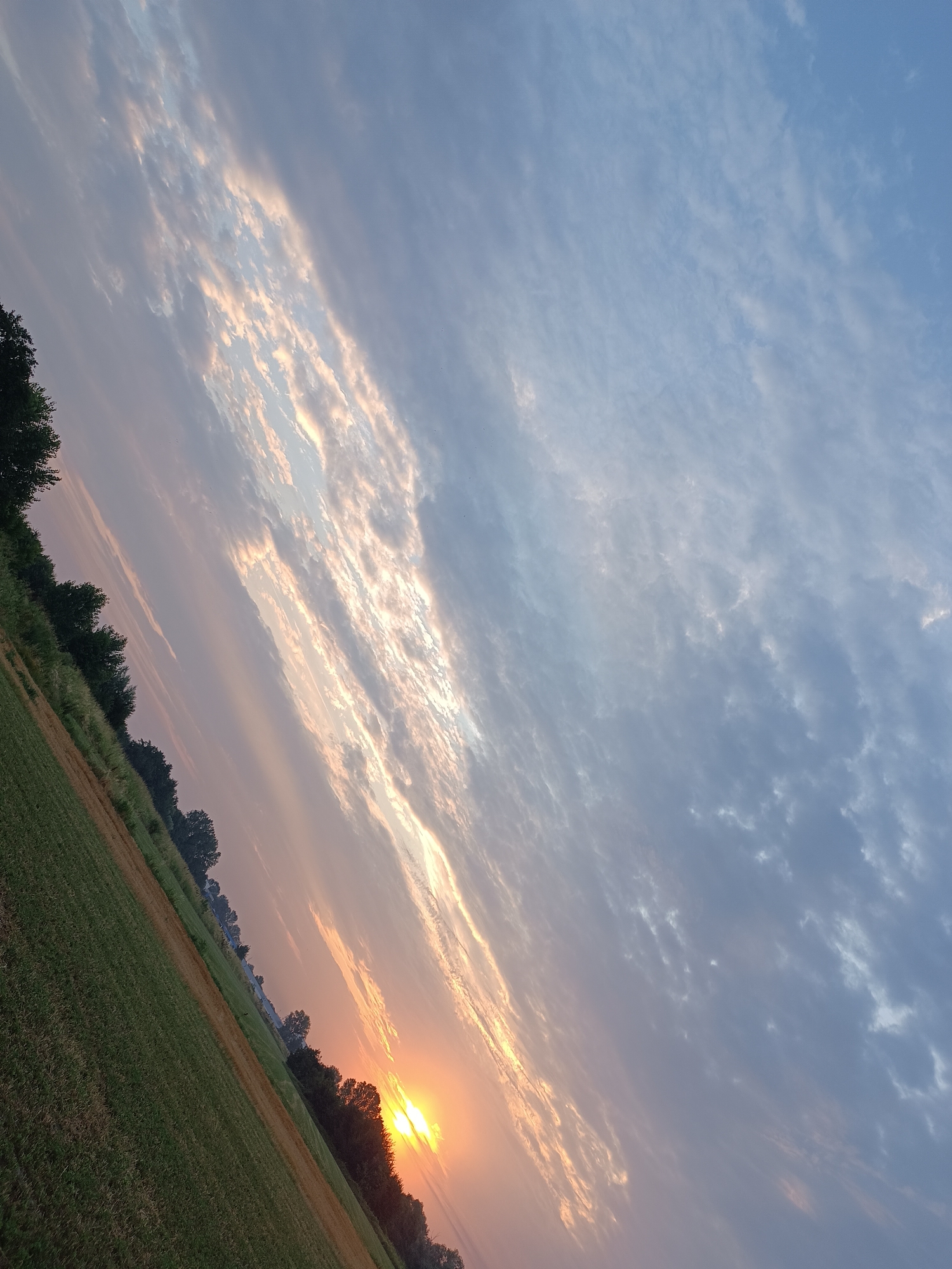 A wide-angle, tilted photograph captures a natural landscape at sunrise or sunset. The sun, a bright orange orb, is visible on the right side of the image, just above a line of dark trees. The sky is filled with wispy, elongated clouds, some tinged with orange and pink hues, suggesting the time of day. A field of green grass dominates the lower left portion of the image, with a diagonal line of darker foliage running from the bottom left towards the center. The overall impression is of a serene, rural environment.