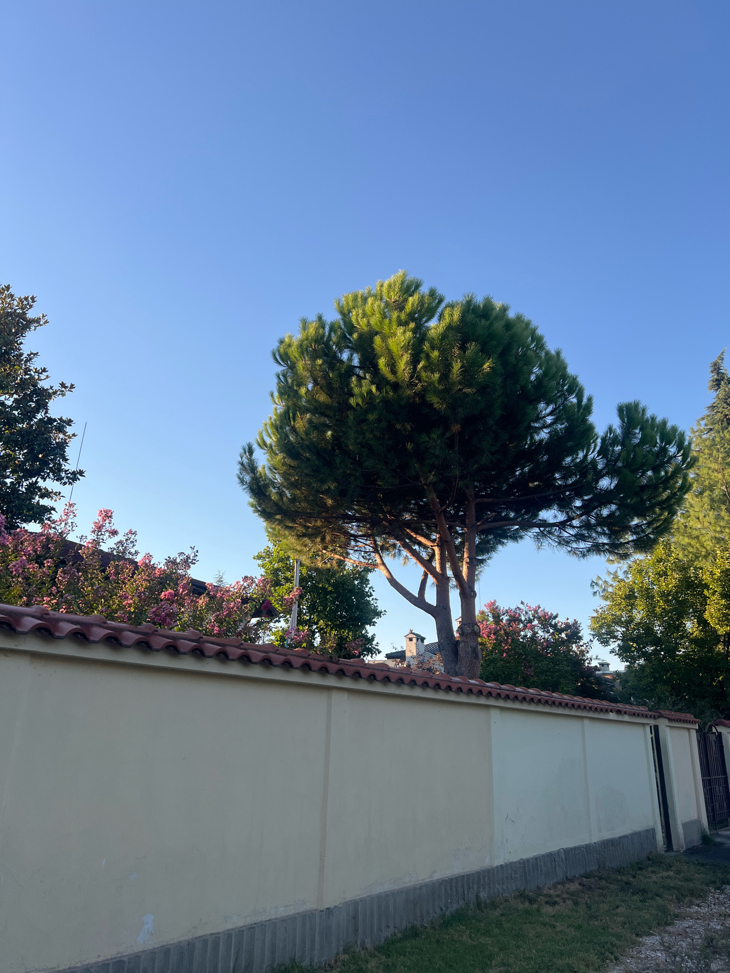 This is a photograph taken outdoors, likely in the city of Plovdiv, Bulgaria, given the architectural style of the wall and tiled roof, which are common in some older neighborhoods there. The image captures a clear, bright blue sky dominating the upper portion of the frame. In the mid-ground, a large pine tree with lush green needles stands prominently, its branches spread wide. Behind the pine tree, there are other trees and foliage, including a bush with clusters of pink flowers. A long, light yellow wall with a red-tiled roof runs along the bottom half of the image, extending from left to right. The wall appears to be made of stucco or concrete. To the far right, a section of a dark metal fence is visible. The foreground shows a strip of grass and a concrete base beneath the wall. There are no people or animals present in the scene, and no specific actions are depicted. The overall impression is a serene, daytime outdoor scene, possibly a garden or a residential area.