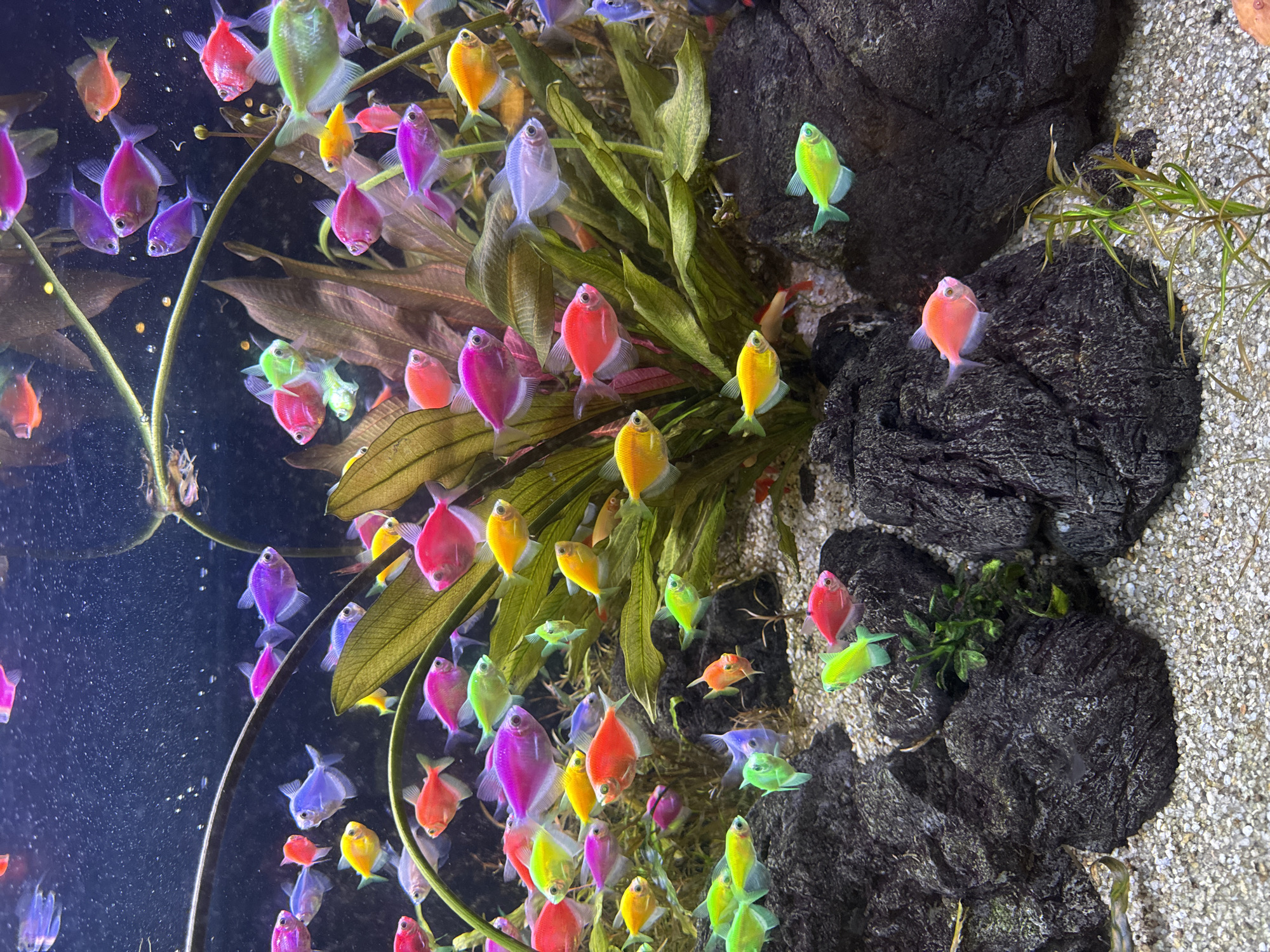 The image depicts a freshwater aquarium setting. Numerous colorful GloFish, genetically modified Gymnocorymbus ternetzi tetras, are the primary subjects. The fish exhibit a variety of colors including red, orange, yellow, green, blue, and purple. The aquarium features aquatic plants with green leaves, providing a naturalistic environment for the fish. Two dark gray/black rocks are also present within the aquarium. The substrate consists of small, light-colored gravel. The location of Kuta Selatan, Indonesia, is not directly discernible from the image.