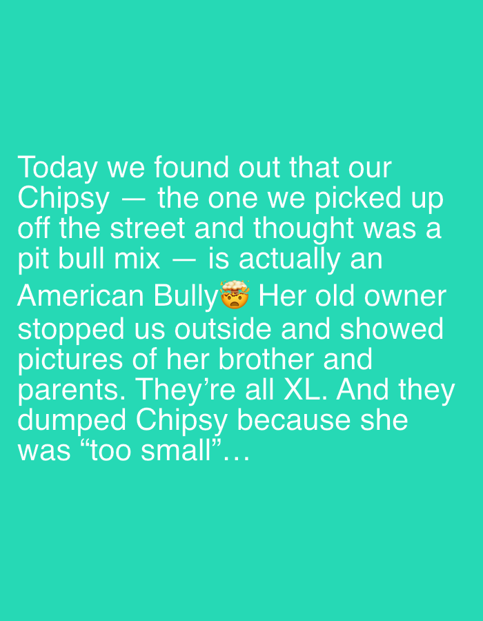 The image displays white text superimposed on a solid, uniform teal-colored background. The text occupies the upper and central portions of the frame and reads: "Today we found out that our Chipsy — the one we picked up off the street and thought was a pit bull mix — is actually an American Bully 🤯 Her old owner stopped us outside and showed pictures of her brother and parents. They're all XL. And they dumped Chipsy because she was “too small”..." A single "🤯" (exploding head) emoji is embedded within the text, following the phrase "American Bully." The image is a digital graphic and does not visually depict any physical location, city, or country, therefore no specific location in Tel-Aviv, Israel, or elsewhere, can be identified from the visual content. The image contains no people, physical subjects, objects, or actions beyond the static text and emoji. The environment is an undifferentiated digital color field.