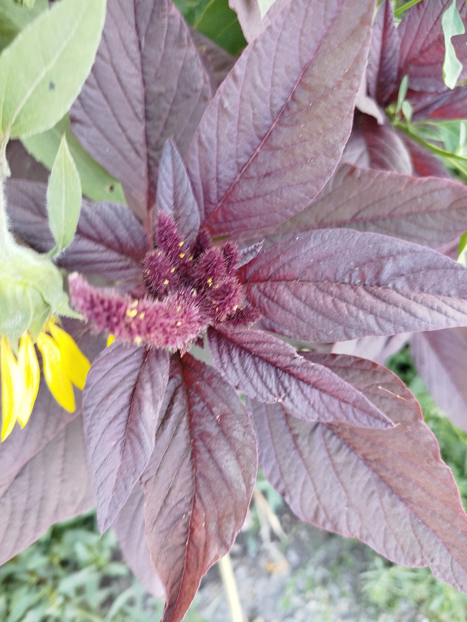 This is a close-up, overhead shot of a plant with large, burgundy-colored leaves and a fuzzy, deep purple flower spike with yellow accents. To the left, part of a bright yellow flower, possibly a sunflower, is visible. The plant is outdoors, with green foliage and a blurry, earthy background suggesting a garden or natural setting. The image does not contain any information about the city of Qarağandı city administration, Kazakhstan, or any people, actions, or interactions.