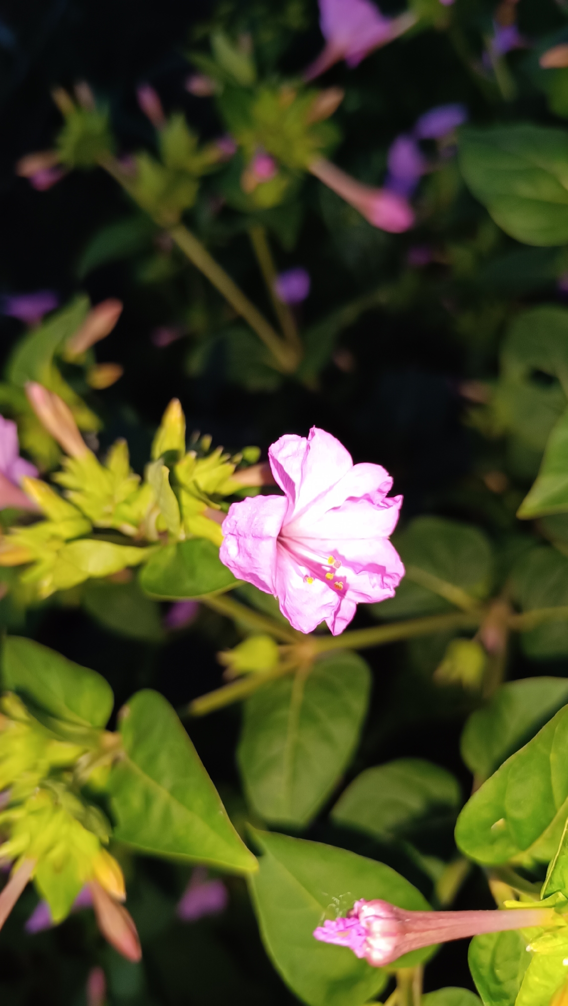A close-up, dimly lit, outdoor photograph captures a single, partially opened pink flower in focus. The flower, with delicate, crinkled petals, displays yellow stamen in its center. It is surrounded by green leaves and other unopened flower buds, some of which are also pink. The background is dark and blurred, suggesting nighttime or a shaded area. The image does not contain any information that would indicate its location in Karsha, Russia, or any other specific place, nor does it depict any people or actions.