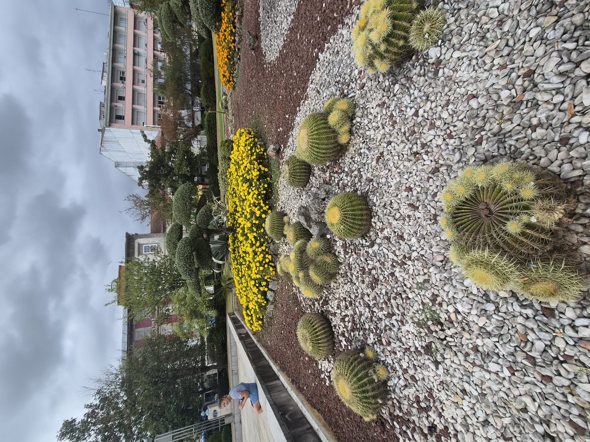 The image shows a public garden in Braga, Portugal. In the foreground, several barrel cacti are planted among white and brown pebbles. The cacti are various sizes, with some featuring yellow flowers. Behind the cacti, a bed of yellow chrysanthemums is visible, bordered by red-brown gravel. In the mid-ground, a person sits on a stone bench, looking down at their phone. Behind the garden, buildings of various architectural styles are visible, including a pink building with multiple floors and white-trimmed windows. Trees and bushes are interspersed throughout the scene. The sky is overcast and cloudy, indicating a possibly cool or rainy day.