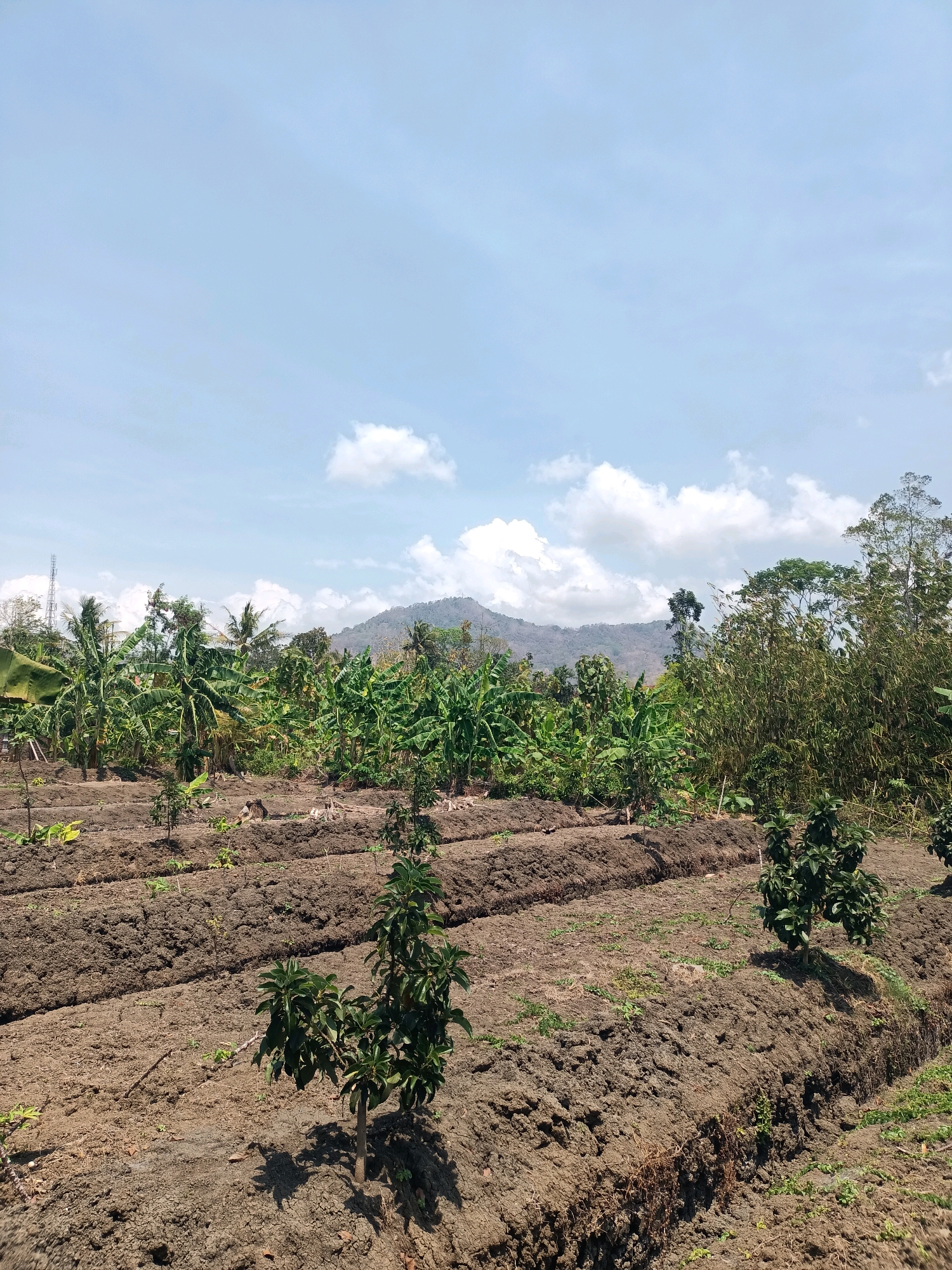 The image depicts a rural landscape in Ngadirenggo, Indonesia, under a clear blue sky with scattered white clouds. The foreground is dominated by tilled agricultural land, with raised planting beds arranged in rows. Several young trees, likely fruit-bearing given the context of a farm, are planted in these beds. In the mid-ground, a dense plantation of banana trees and other lush green vegetation stretches across the frame. Beyond the plantation, a gently sloping mountain range is visible, shrouded in a light haze. The overall scene suggests a working farm in a tropical or subtropical region.
