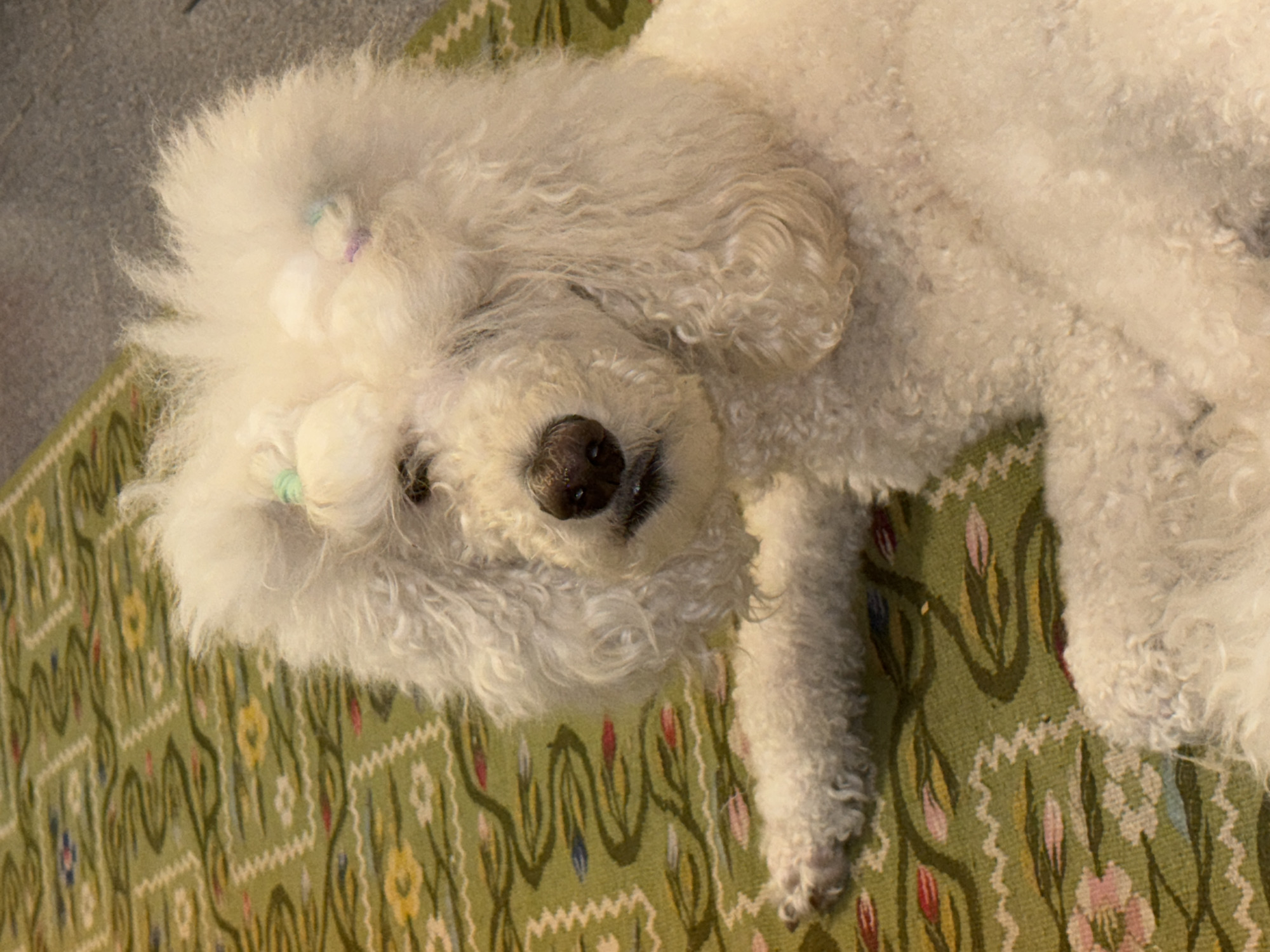 A white poodle with curly fur is lying on a green patterned rug. The dog has a dark nose and eyes, and two small hair ties in its fur. The rug has a repeating floral pattern in shades of green, yellow, pink, and red. The location is unknown and cannot be identified from the image.