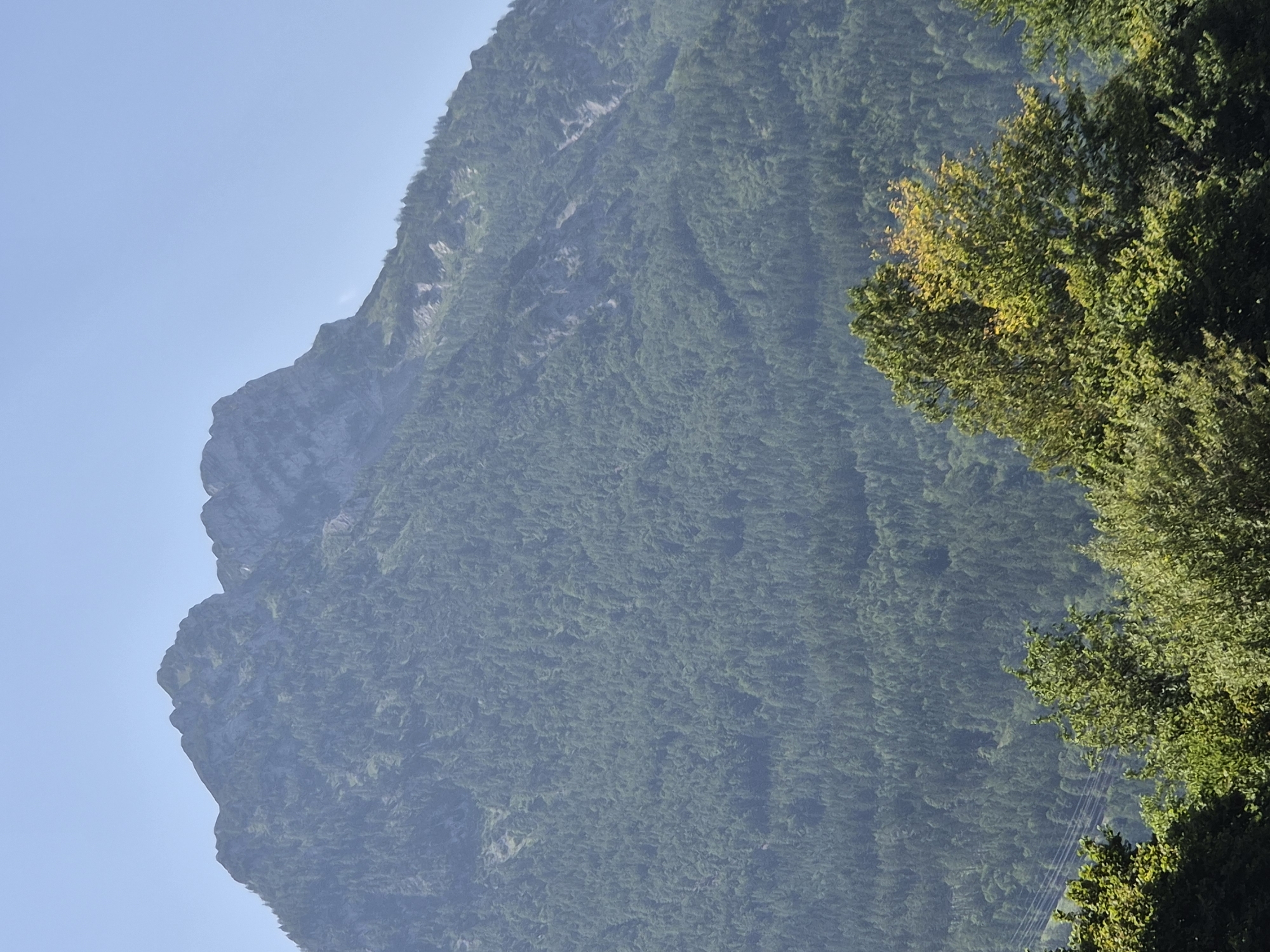 The image shows a large, forested mountain under a clear blue sky. The mountain dominates the frame, with its peak reaching towards the top of the image. The slopes are densely covered with evergreen trees, giving them a dark green appearance. There are some lighter patches of rock visible on the upper slopes and near the summit. In the foreground, there are several deciduous trees with lush green foliage. The lighting suggests it is daytime, likely during the summer months. The overall scene is a natural landscape, likely in or near the city of Landl, Austria, given the typical geography of that region.
