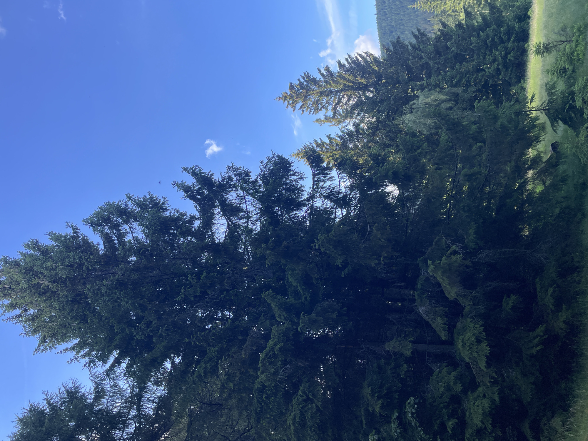 The image captures a vibrant blue sky with scattered white clouds, suggesting pleasant weather. The foreground is dominated by the lush green canopy of tall coniferous trees, likely pine or fir, their branches reaching upwards towards the sky. The perspective is from below, looking up at the trees and the sky, creating a sense of scale and grandeur. Some trees appear more densely packed, forming a thick forest, while others stand out individually, their needles catching the sunlight. In the background, a gentle slope covered in more trees suggests a hilly or mountainous terrain. A sliver of bright green grass can be seen on the right side, hinting at a clearing or meadow amidst the forest. The overall impression is one of a serene natural landscape, likely in a mountainous or forested region. The lighting suggests it is daytime, with the sun casting shadows and highlighting the textures of the foliage. The location is identified as Szklarska Poręba, Poland, a town known for its scenic beauty and mountainous surroundings, which aligns with the visual elements of the image. There is no visible text in the image.