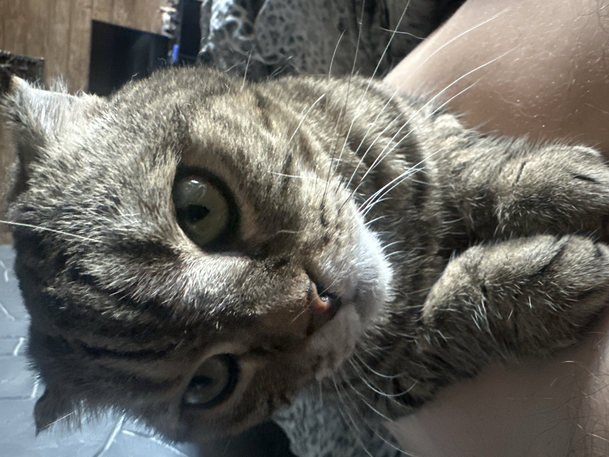 A close-up shot focuses on the face of a tabby cat, held by a person whose arm is visible in the foreground. The cat's head is tilted, with its large, green eyes looking directly at the camera. Its fur is a mix of gray, black, and brown stripes, typical of a tabby pattern. Long, white whiskers fan out from its snout. The cat's ears are somewhat folded, characteristic of certain breeds. The background is blurred, but hints of a domestic setting can be seen, including what appears to be a television screen and furniture. The lighting suggests it might be daytime, with sunlight casting shadows. The overall mood is intimate and relaxed, capturing a moment of connection between the cat and its owner. No visible text is present in the image. The location context provided is Хвойное Кп, Russia.