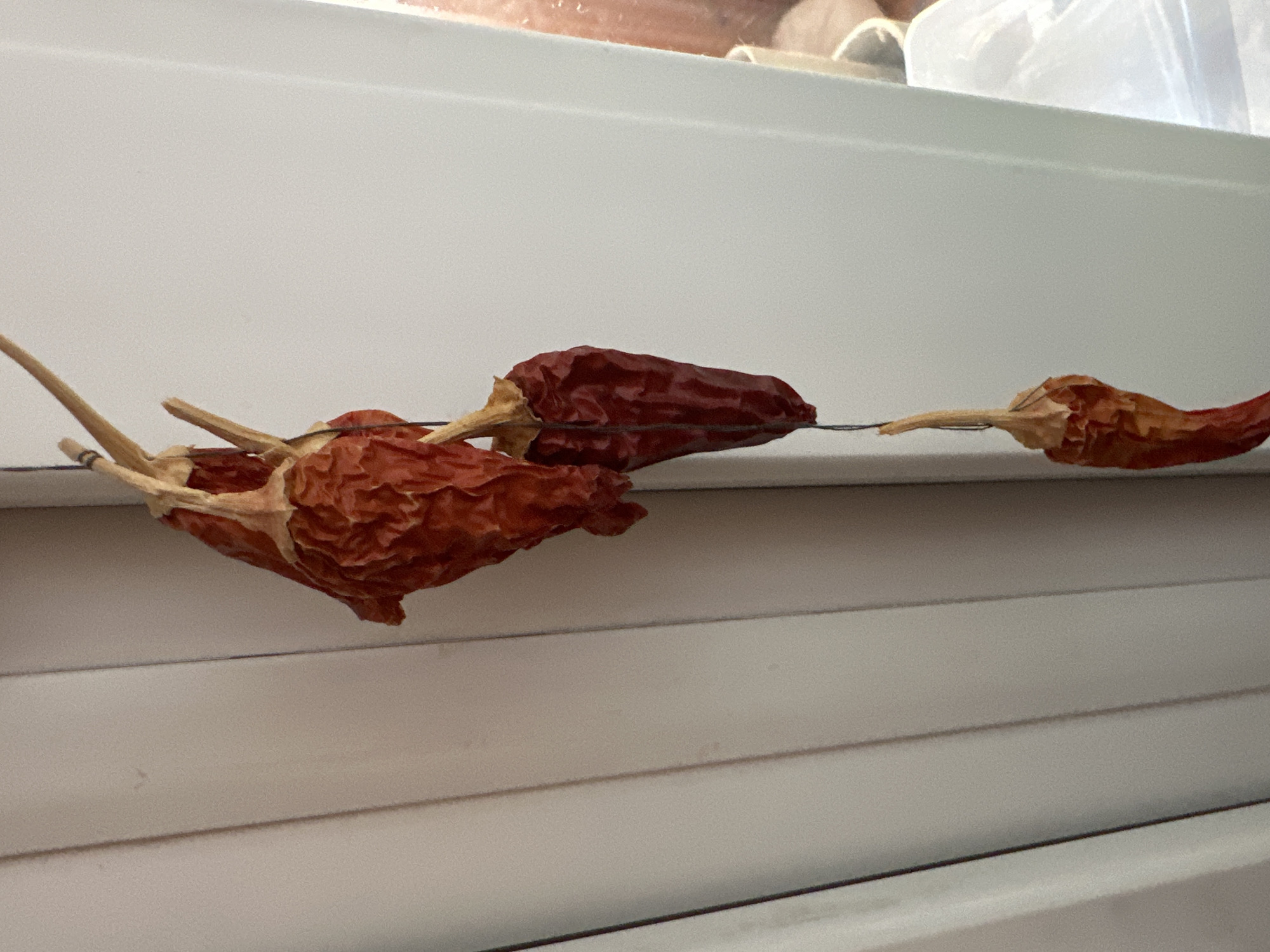 A string of dried red chili peppers hangs vertically against a backdrop of white, slatted blinds. The peppers are a deep red to reddish-brown color, with a wrinkled texture, indicating they are dried. Some of the peppers are attached to thin, dried stems. The string appears to be a dark, thin wire or thread. The blinds occupy the majority of the background, with a sliver of a bright window on the right side, suggesting an indoor setting. The image quality is slightly grainy, with a focus on the chili peppers. There is no indication of the specific location within the city of Podolsk, Russia, as the visual elements are generic to many interior spaces.