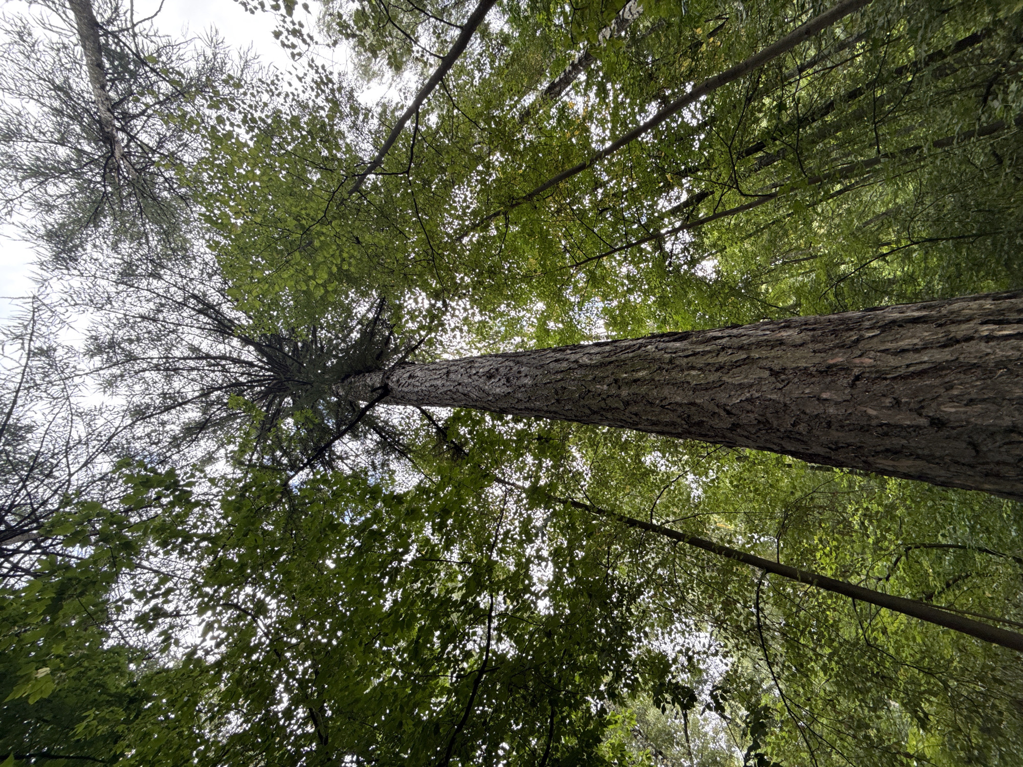 The image shows a low-angle view looking up at the canopy of a forest. A tall, thick tree trunk with rough bark is prominently featured in the foreground, extending upwards out of frame. Surrounding this central tree are other trees with green foliage, creating a dense canopy through which a hazy sky is visible. The leaves are varied in shape and size, some appearing to be deciduous and others more conifer-like at the very top. The lighting suggests an overcast or partly cloudy day, with light filtering through the leaves. The scene is entirely natural, depicting a forest environment. There are no people, animals, or man-made objects visible. This image does not provide any specific information that would allow for the identification of a location within the city of Moscow, Russia.
