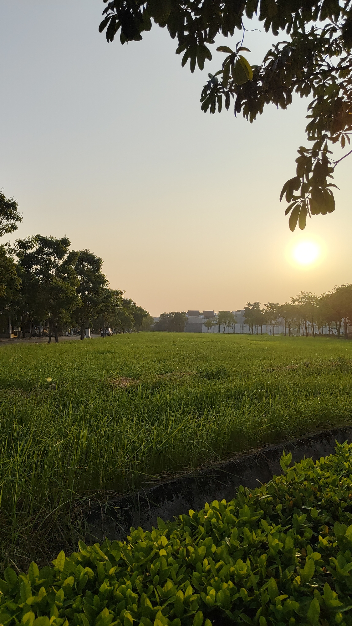 A vertical, low-angle outdoor shot captures a grassy field bathed in the warm, soft light of the setting sun. In the foreground, lush green bushes are visible, with a dark, textured ditch separating them from the taller grass. The field stretches out into the distance, lined with a row of trees on the left and more trees on the right, beyond which a cluster of low-rise buildings with modern architecture can be seen. The sun, a bright orb, is positioned in the upper right quadrant of the frame, casting a hazy glow across the sky. The branches of a tree with large, dark green leaves frame the top of the image. Two cars are parked on the left side of the road that runs parallel to the field.