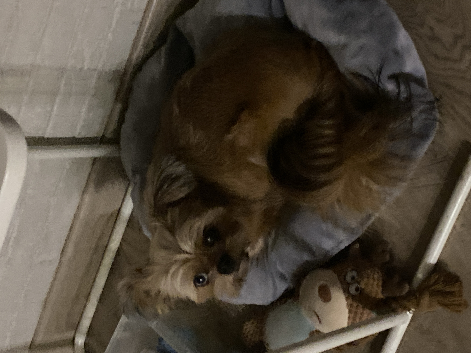 The image shows a small, brown, long-haired dog lying curled up in a gray dog bed. The dog has blue eyes and is looking towards the camera. To the left of the dog is a plush toy that resembles a monkey with brown fur and a round cream-colored face. The dog bed is placed on a wooden floor, and there is a white metal frame surrounding the bed, possibly part of a kennel or crib. The background appears to be a wall made of light-colored rectangular bricks. The lighting is dim, suggesting the photo was taken indoors at night. No specific location in Tolyatti, Russia can be identified from the image.
