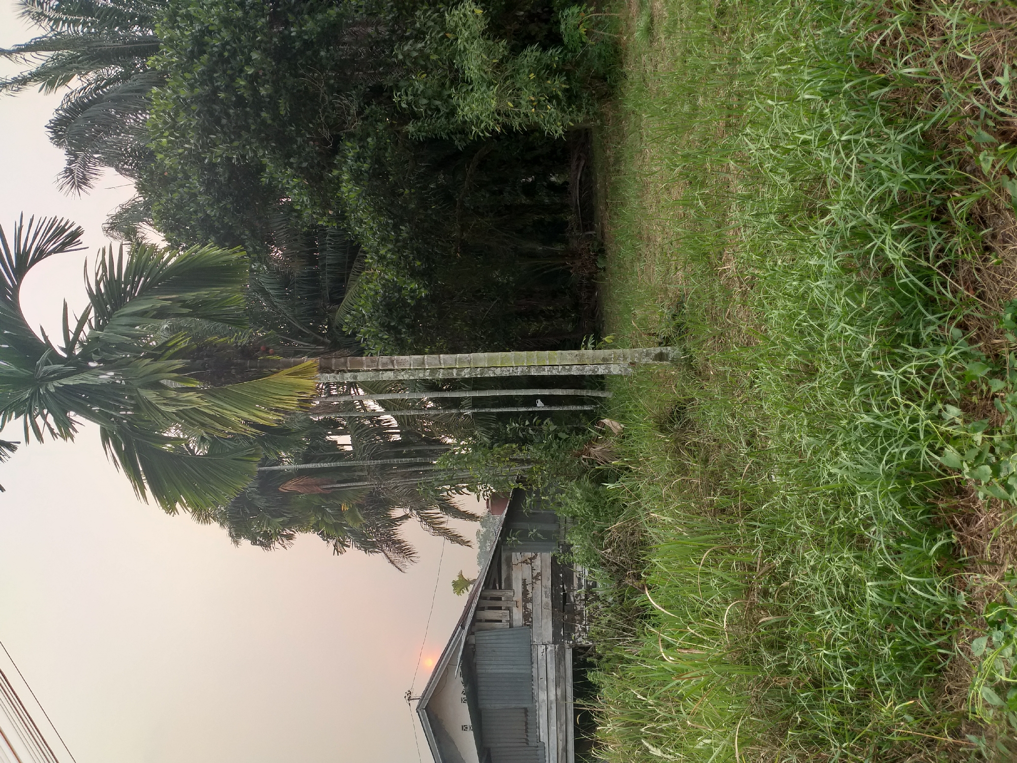 The image depicts a rural scene in Duri, Indonesia, characterized by a wooden house and dense tropical vegetation. A dilapidated wooden structure, possibly a dwelling, is situated on the left side of the frame. Its walls are constructed of weathered wood planks, and parts of its roof appear to be made of corrugated metal, some of which is rusted and dislodged. The house is elevated slightly from the ground, supported by visible stilts.
Surrounding the house and extending throughout the rest of the scene is an abundance of lush green vegetation. Tall palm trees with slender trunks and feathery fronds dominate the middle ground and right side of the image. Interspersed with the palms are dense bushes and other tropical plants, creating a thick, verdant backdrop. The ground in the foreground is covered in a thick layer of tall, wild grass and some dry leaves, suggesting an untamed or infrequently maintained area.
The sky above is a hazy, pale orange, indicative of either sunrise or sunset, or possibly atmospheric conditions such as smoke or dust. A faint, circular glow of light, representing the sun, is visible low on the horizon, partially obscured by the trees and the house. Power lines are visible in the upper left corner of the image. The overall impression is one of a quiet, possibly remote, residential area within a tropical landscape.