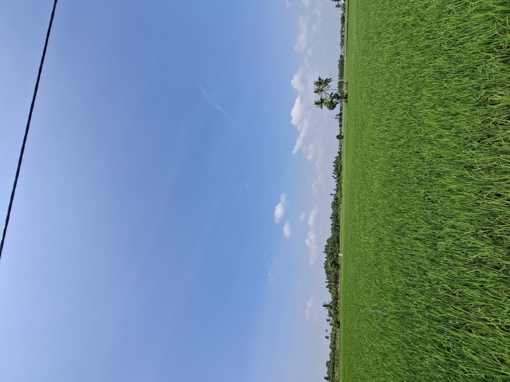 The image depicts a vast, vibrant green rice paddy field under a clear blue sky. The rice plants are lush and dense, stretching as far as the eye can see towards a distant treeline. Scattered across the horizon are various types of trees, including palm trees, which add vertical accents to the landscape. The sky is mostly cloudless, with a few wispy white clouds present. A thin, dark wire runs diagonally across the top of the frame, suggesting the presence of power lines. The scene is serene and expansive, conveying a sense of rural tranquility. The location is identified as the city of Dayahbaro, Indonesia.