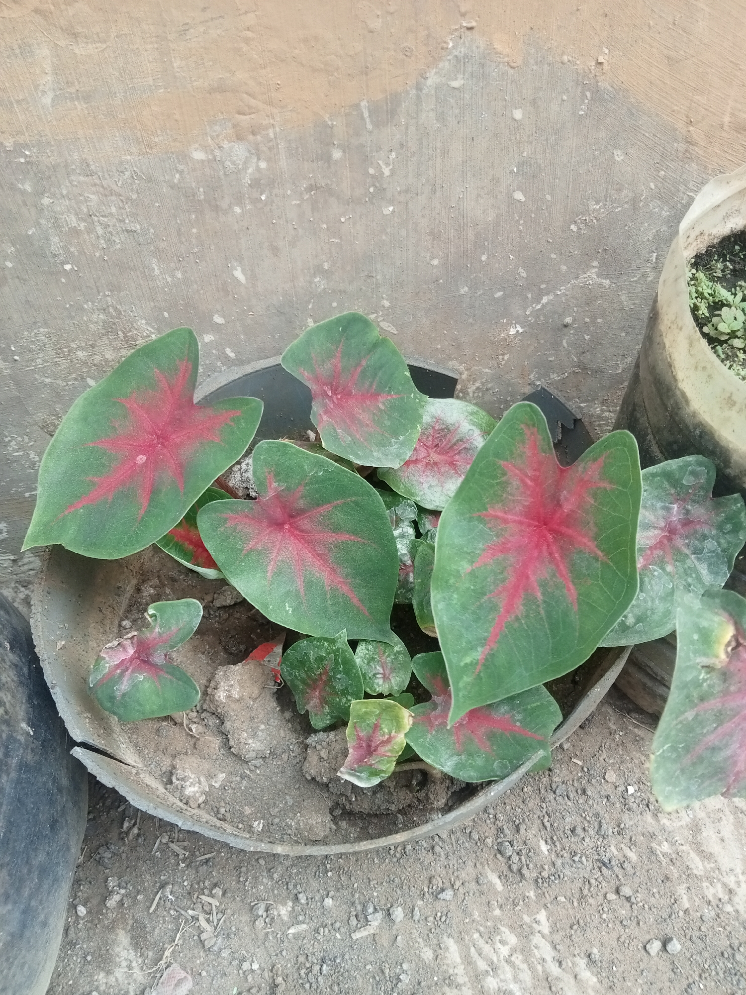A top-down, medium shot captures a cluster of potted caladium plants with vibrant green leaves streaked with red patterns, resting on a dirt ground. The plants are situated in a cracked, circular gray pot, and partially in view is another light-colored pot with small green seedlings, suggesting a home garden or nursery setting. The background features a textured, weathered wall, with patches of tan and gray, indicative of an outdoor urban environment. The lighting suggests daytime. The scene is likely located in a residential area of Malang, Indonesia, given the commonality of such plants and gardening practices in the region.