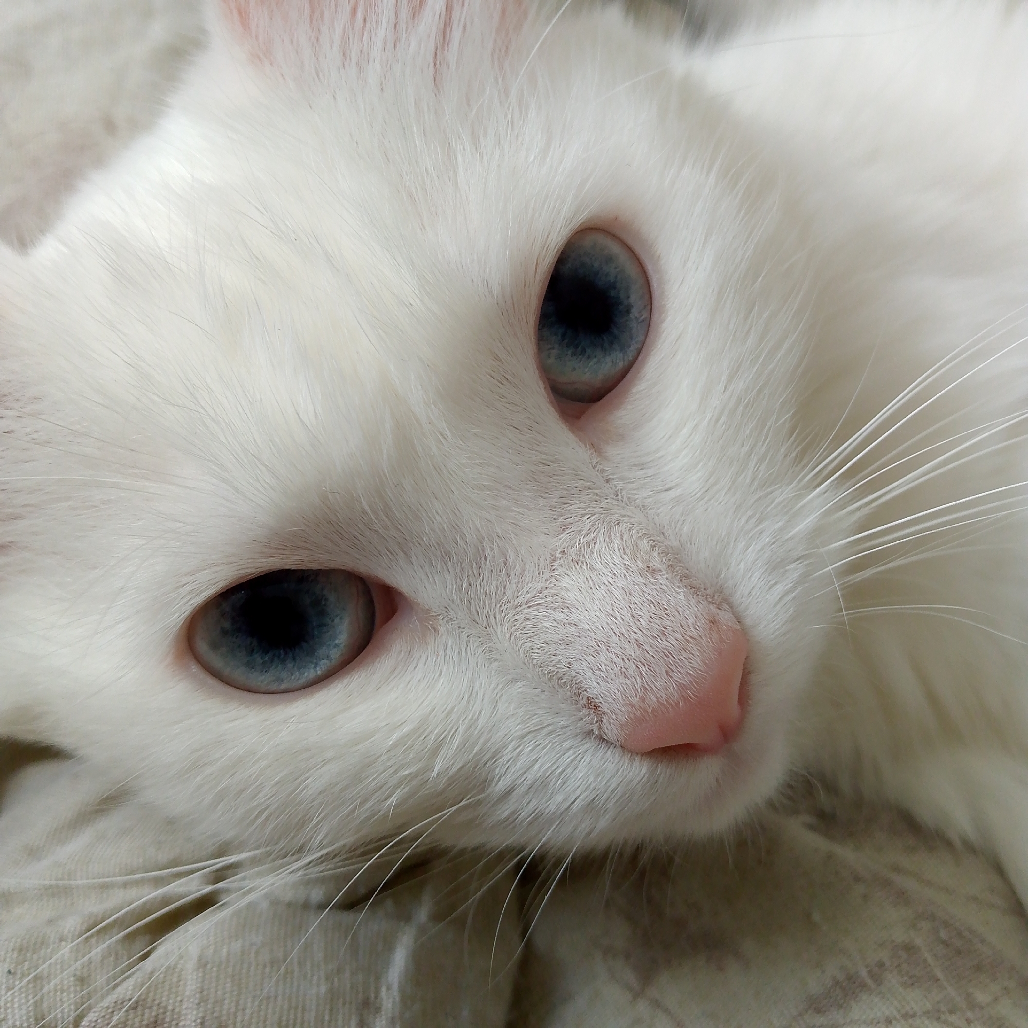 A close-up, eye-level, portrait-style, full-frame photograph captures the face of a white cat with striking blue eyes. The cat is lying down on a light-colored, textured surface, possibly a blanket or upholstery. The focus is on the cat's face, highlighting its soft white fur, delicate whiskers, pink nose, and wide, expressive blue eyes, which are slightly unfocused. The lighting is soft, illuminating the cat's features and creating a gentle, serene mood. There are no people or other animals visible in the frame. The background is a blurred continuation of the textured surface. The image is devoid of any context related to the city of Nikologory, Russia.