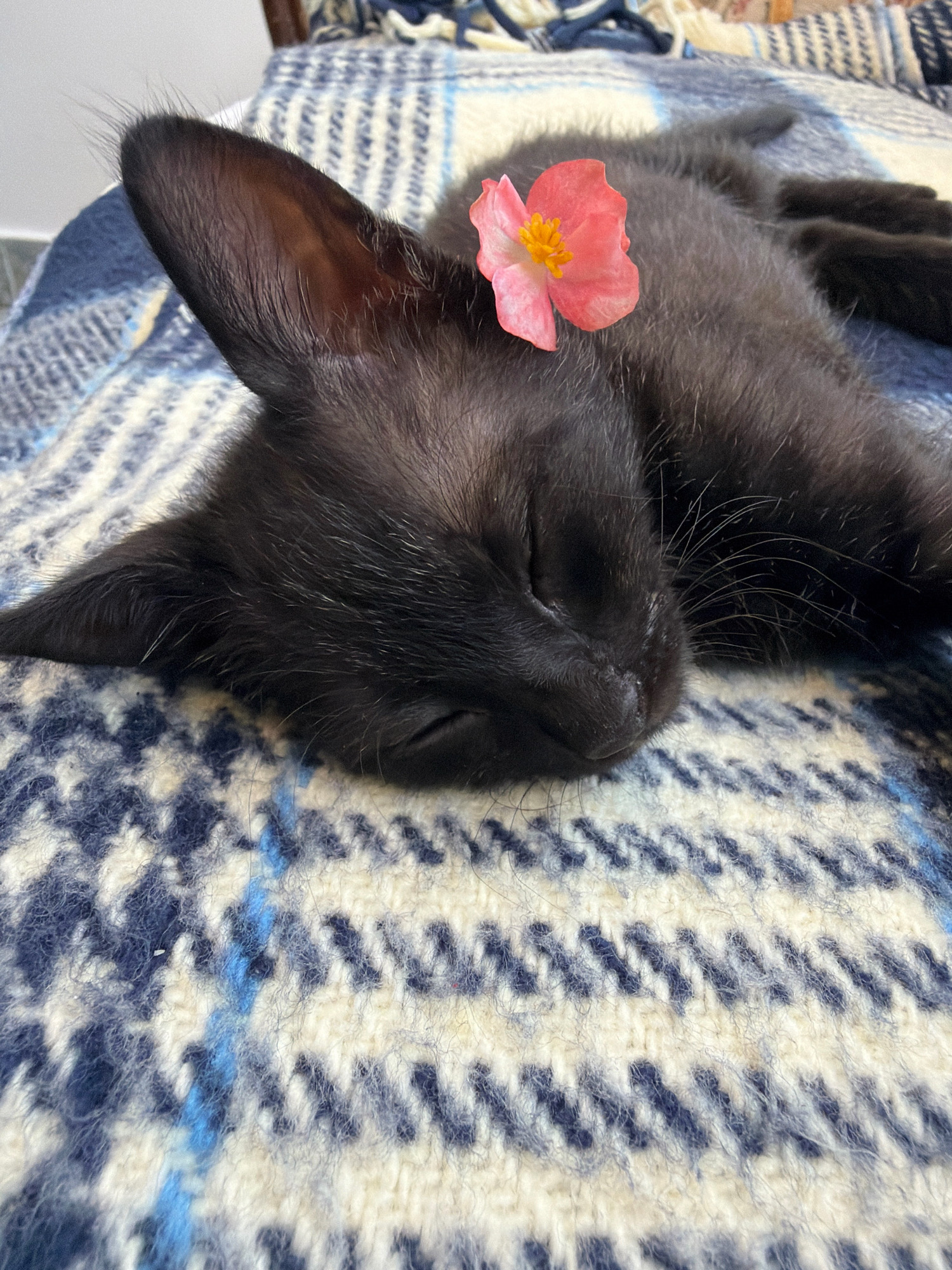 A black kitten is sleeping on a patterned blanket. A pink flower with a yellow center is placed on the kitten's fur. The blanket has a pattern of blue and white stripes and houndstooth. The image is a close-up shot. The location of this image is not specified in Podgorica, Montenegro.