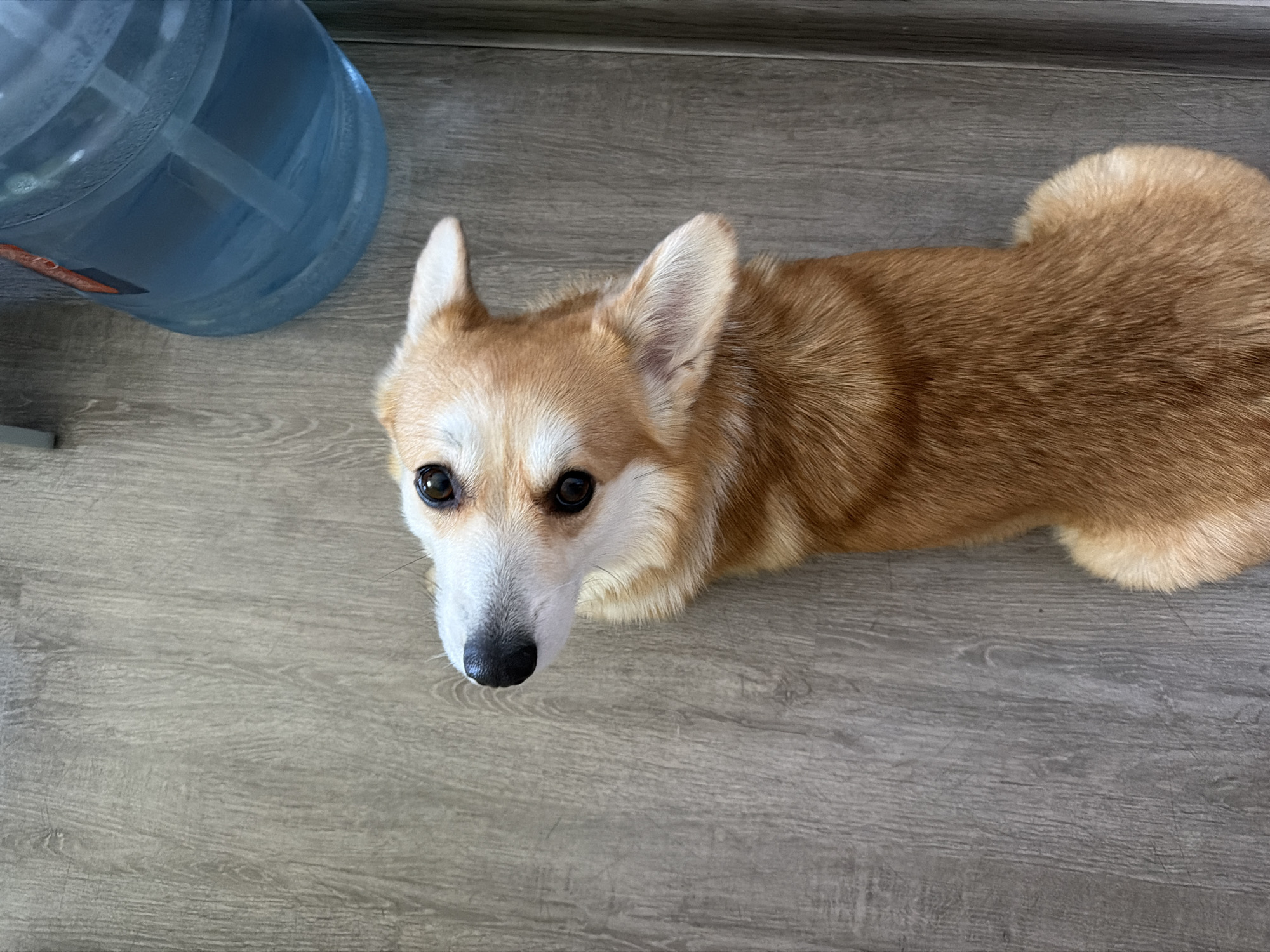 The image shows a corgi dog lying on a wooden floor. The dog is viewed from above and is looking upwards. To the right of the dog is a large blue water cooler jug filled with water. The background is a wooden floor with a visible grain pattern. The image is taken indoors, and based on the context of the water cooler jug, it is likely in a home or office environment. No specific location in the city of Chaikovsky, Russia, can be determined from the image alone.