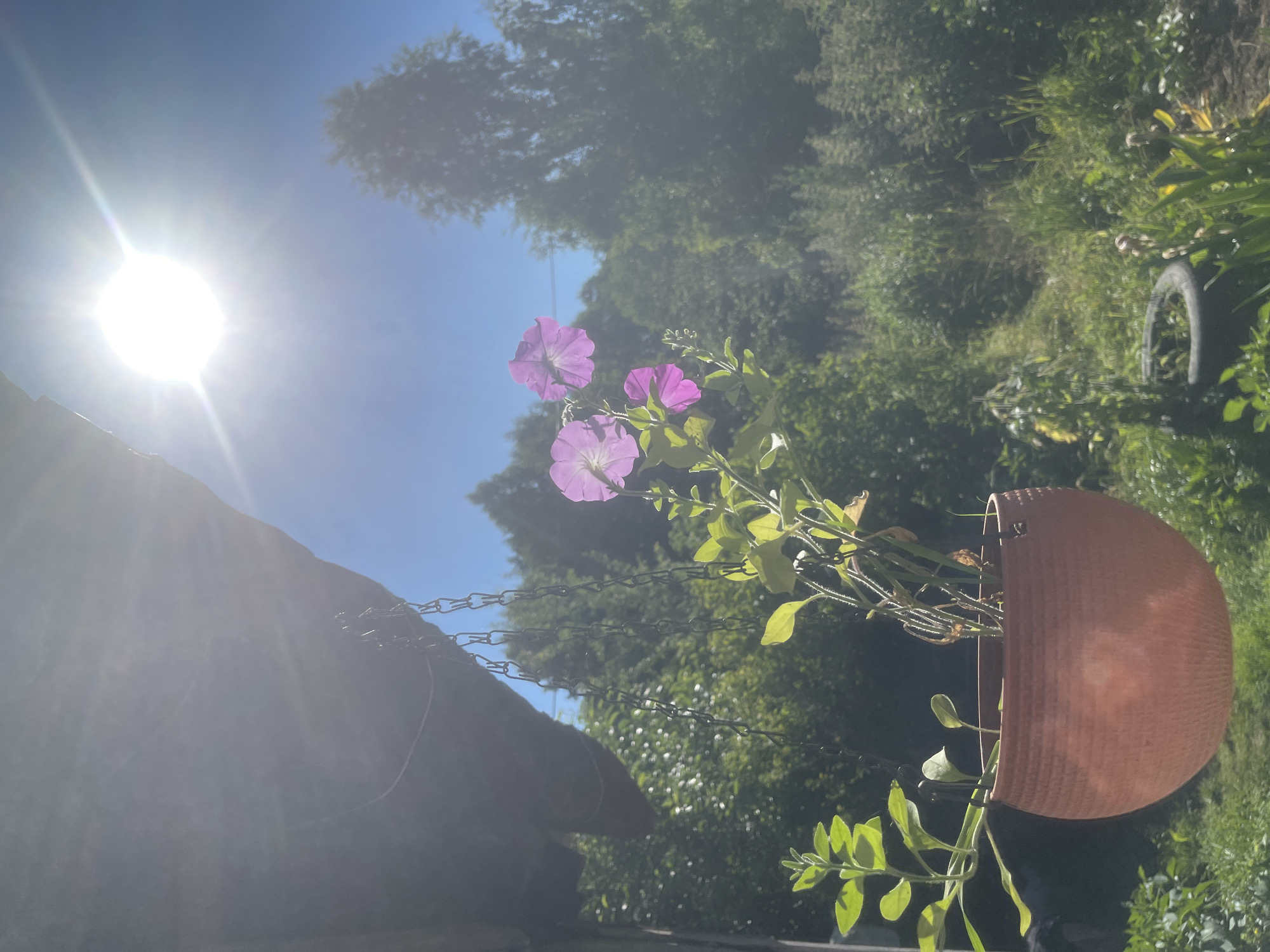 The image depicts a hanging pot with purple petunias in a garden setting, as suggested by the greenery in the background. The pot is made of terracotta and is suspended by metal chains. The sun is shining brightly, creating a lens flare in the upper left corner of the image and casting a warm glow on the scene. The light suggests it is daytime, likely midday or afternoon, given the intensity of the sun. The sky is a clear blue. The flora in the background is dense and lush, indicating a period of growth, possibly spring or summer. The overall mood is serene and natural. No people are visible in the image, nor is any text. The scene appears to be outdoors, possibly in a backyard or patio area. The location context of Заречный, Russia, suggests a temperate climate where such flora would thrive during warmer months.