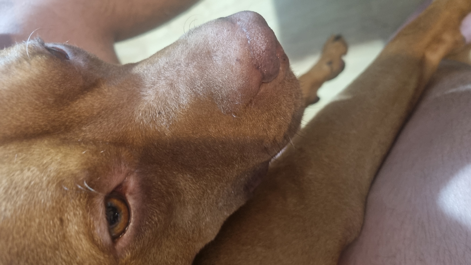 A close-up shot features the head and part of the body of a brown dog. The dog's head is positioned toward the left side of the frame, with its brown eye partially visible. The dog's nose is prominent in the image, showing texture and subtle details. A portion of the dog's front leg and paw can be seen on the right side of the frame, resting on a light-colored surface. The environment is not further discernible. No city or location is evident in the image.