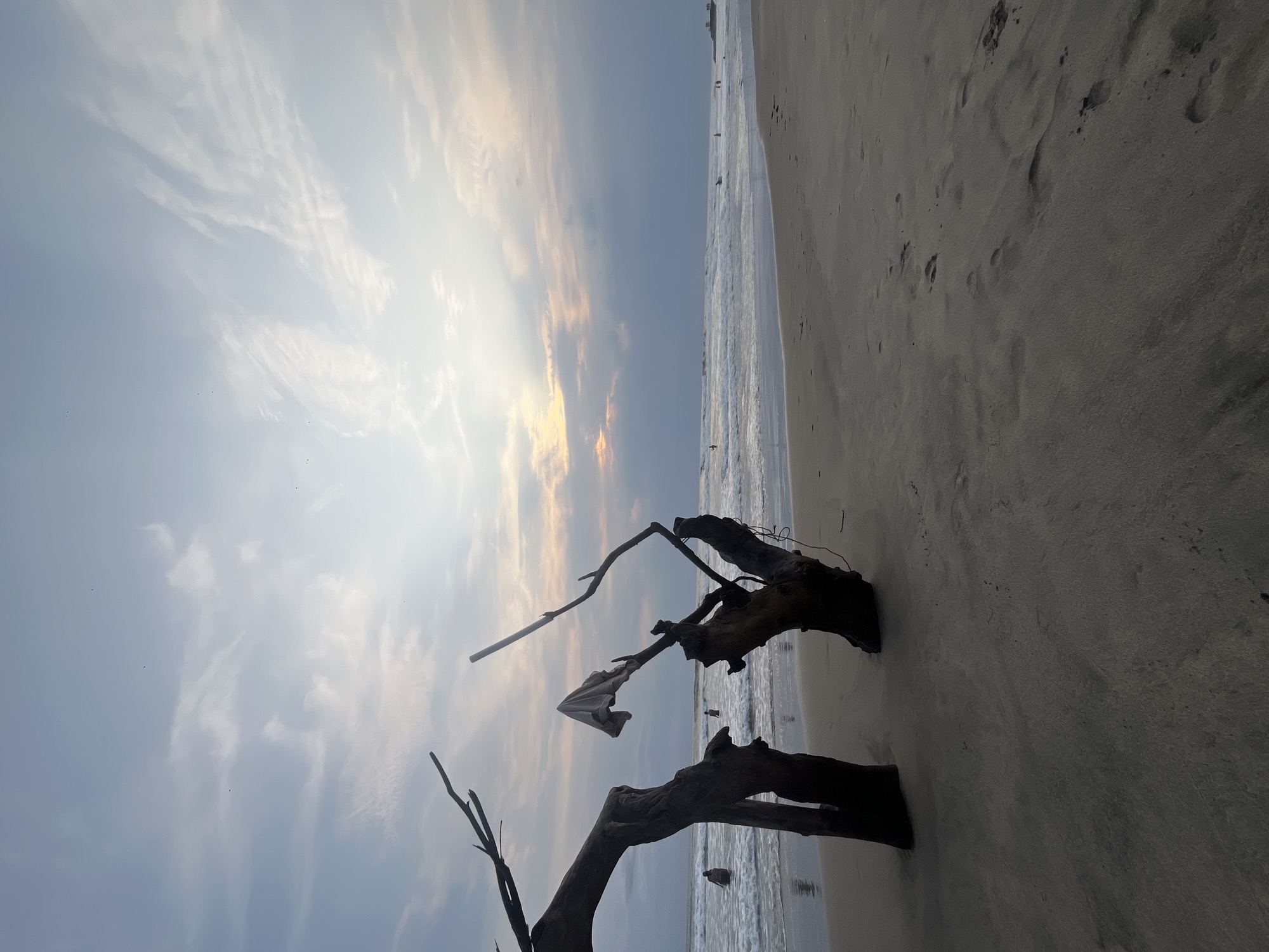 The image shows a beach scene at Ashvem, India. In the foreground, two weathered driftwood pieces are positioned on the sand, silhouetted against the brighter sky. A piece of white cloth is snagged on one of the driftwood branches. The beach extends horizontally from the driftwood to the right, with visible footprints in the sand. The ocean water is visible between the driftwood and the sand, with small waves lapping the shore. In the background, the sky is a blend of blue and yellow hues, suggesting sunrise or sunset, with scattered clouds. Small figures of people are visible in the distance along the shoreline.