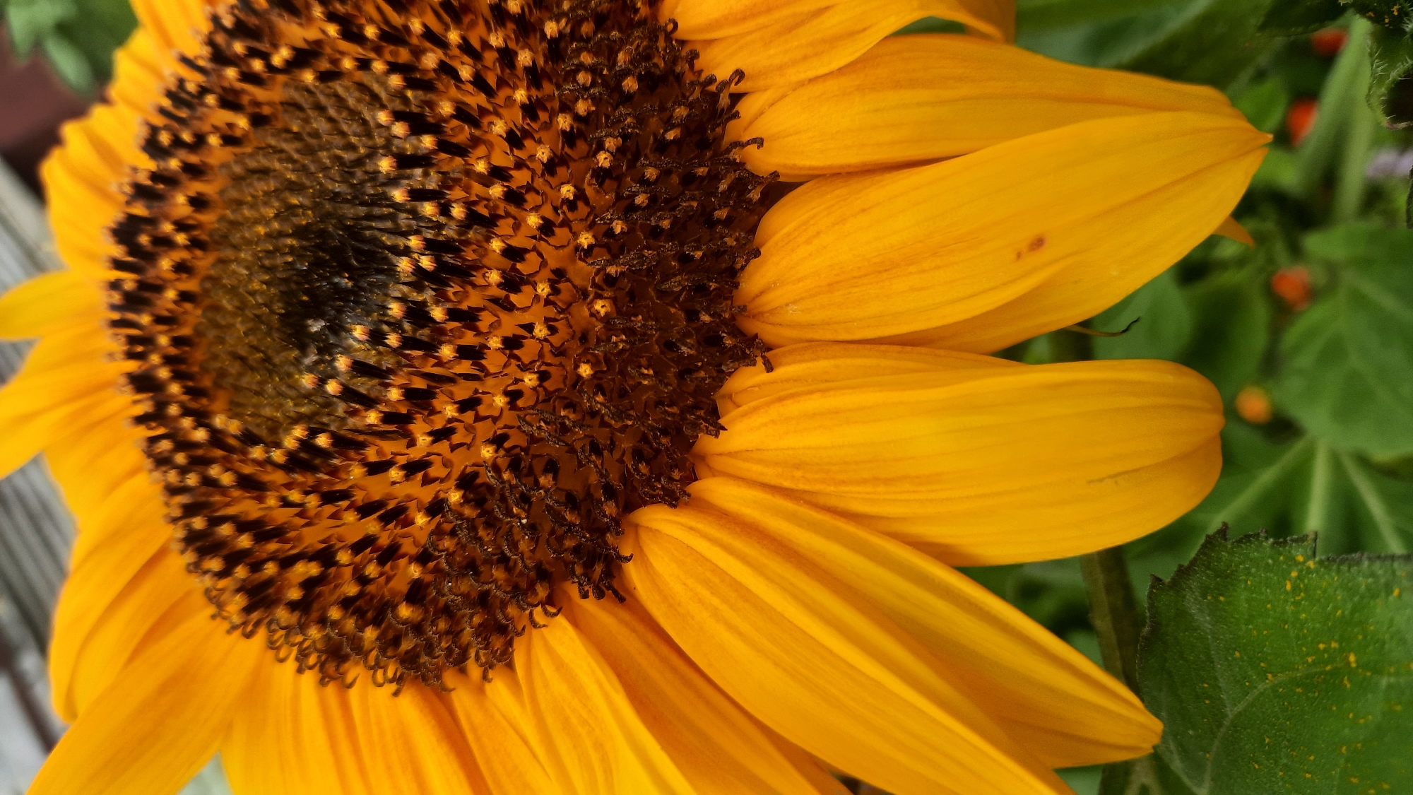 A close-up, downward-angled shot captures a portion of a bright yellow sunflower, its petals unfurling and its dark, seed-filled center prominent. The sunflower is likely outdoors, with blurred green foliage and hints of other small, out-of-focus orange flowers visible in the background. The lighting suggests it is daytime, possibly overcast, as there are no harsh shadows. The image does not contain any people or specific identifiable landmarks that would allow for pinpointing a location within the city of Шклоў, Belarus.
