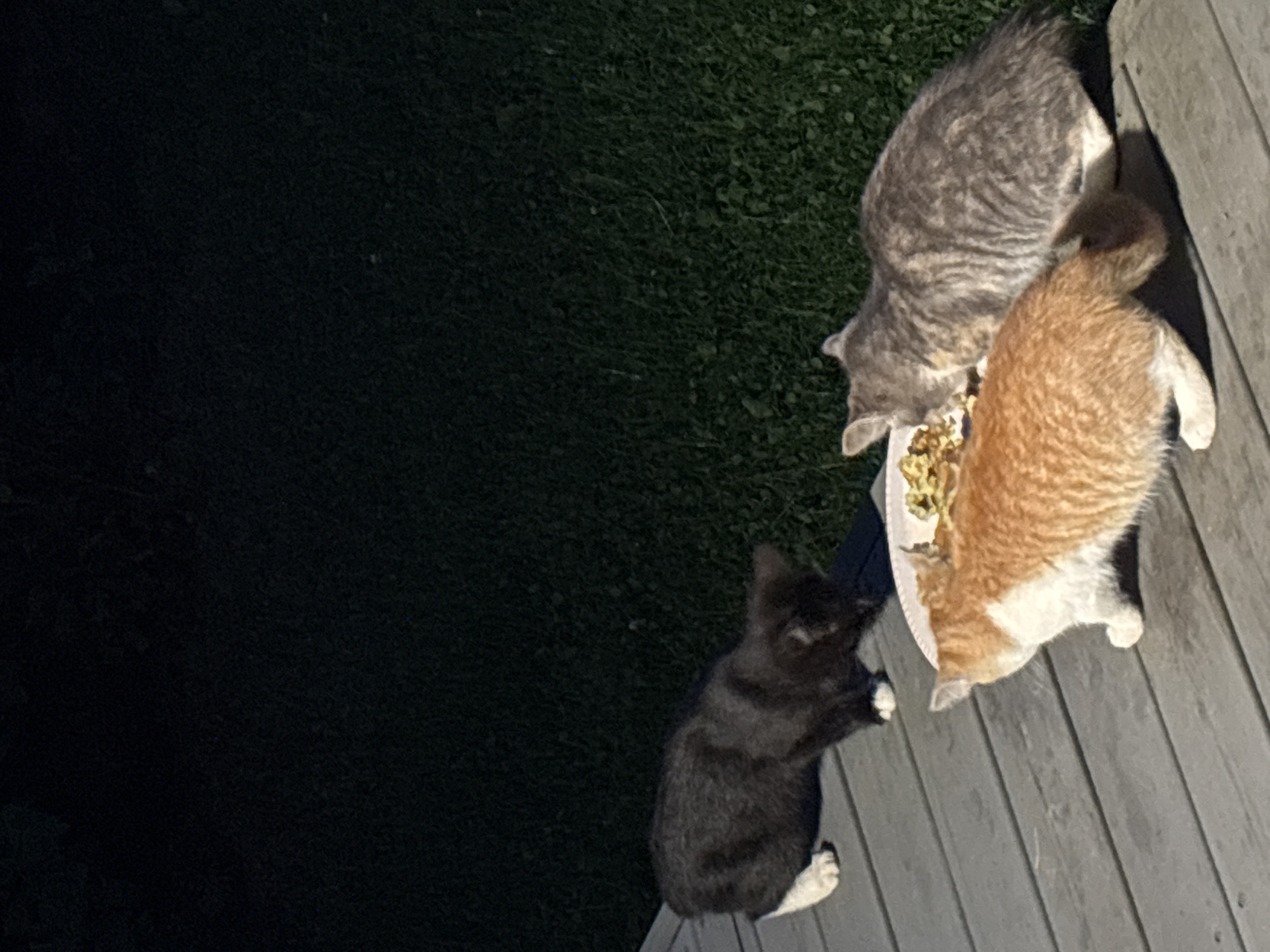Three domestic cats are gathered around a plate of food on a wooden deck. The cat on the left is black with white paws. The cat in the middle is orange and white. The cat on the right is grey tabby. The deck is made of grey wooden planks. Behind the deck is a lawn with dark green grass, suggesting it is nighttime. The image appears to be taken in the city of Zvenigorod, Russia.