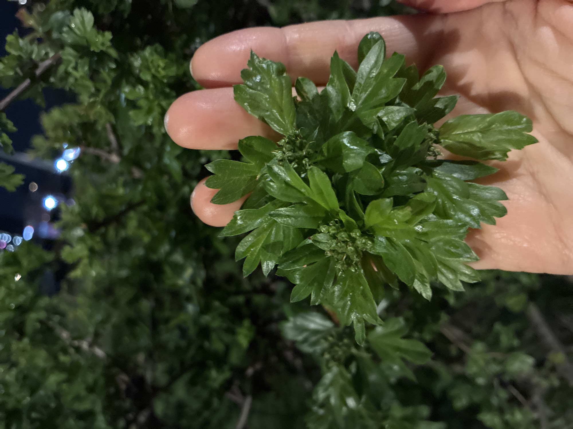 A hand holds a cluster of green, lobed leaves with developing flower buds. The leaves are shiny, possibly wet. The background is blurred, but shows other foliage and indistinct lights, suggesting an outdoor environment possibly in the evening. The location in the city of Moscow, Russia is not discernible from the image.