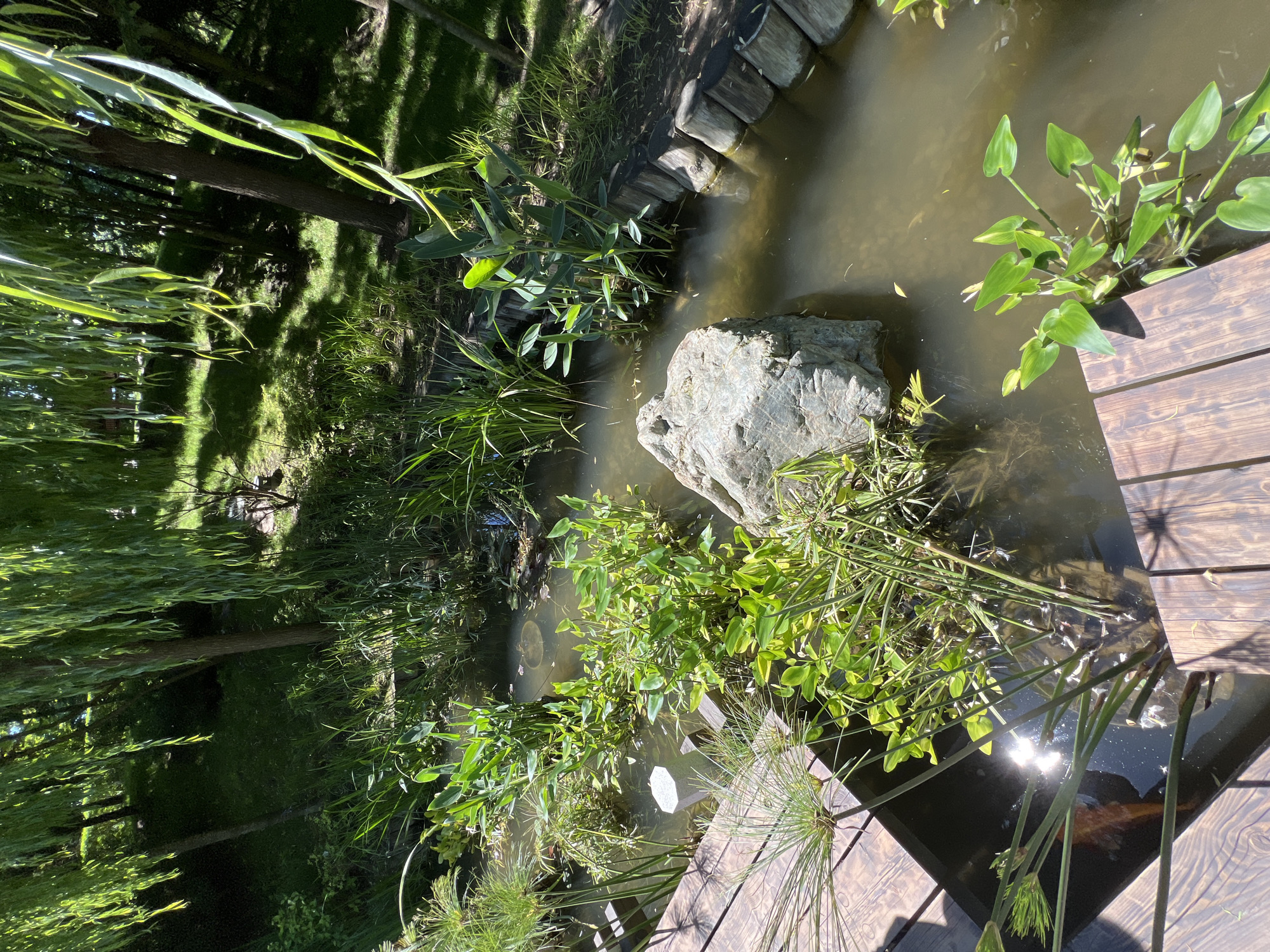 The image, rotated to its natural landscape orientation, displays a sunlit pond within a lush green garden or park, set in Krasnodar, Russia. A wooden deck or pathway extends into the pond from the lower right corner, providing a viewing spot. The pond water is a murky greenish-brown, reflecting bright sunlight, particularly visible as shimmering patches in the lower right.
A prominent, light-gray boulder rests in the middle-right section of the pond. Various aquatic plants flourish in and around the water; broad, heart-shaped green leaves resembling arrowhead plants grow abundantly near the wooden deck, while spiky, papyrus-like foliage is visible closer to the foreground. The left side of the image features dense green trees, including what appears to be a willow tree with long, drooping leaves, extending into the background of vibrant green grass.
Strong sunlight illuminates the scene, casting dappled shadows from the trees and plants across the grass and water, indicating a clear, sunny day. Part of the pond's edge on the upper right is lined with wooden logs or timbers. No people or animals are visible, and no discernible text is present. The overall atmosphere is one of natural tranquility and serenity.