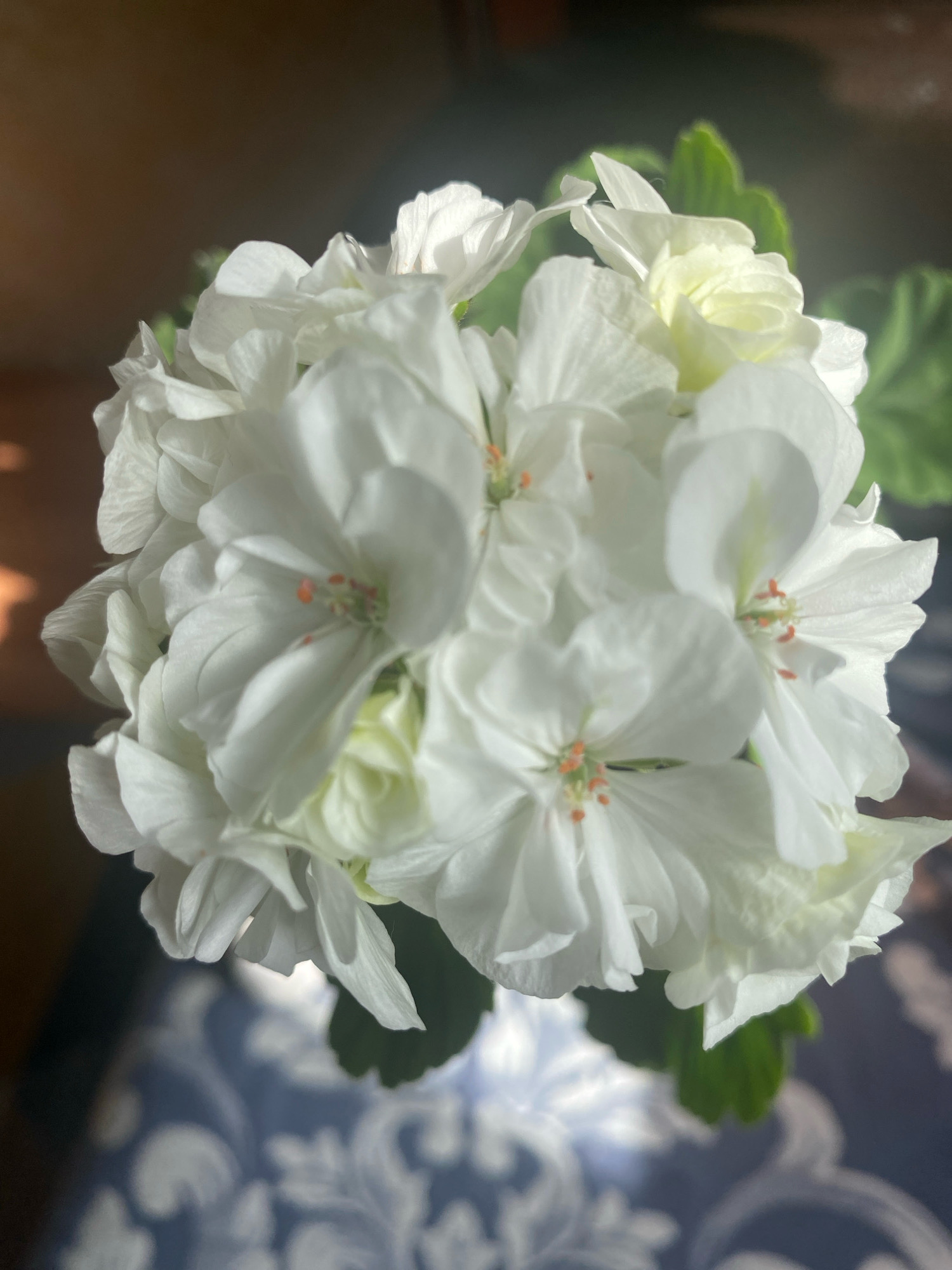 The image shows a close-up, top-down view of a cluster of white geranium flowers. The petals are delicate and ruffled, with some exhibiting a slight green hue towards their centers. Small, bright orange stamens are visible within the blossoms. The flowers are arranged in a rounded bouquet, with green leaves peeking out from behind. The background is out of focus, with a dark, warm-toned area on the left and a darker, blurred background on the right. The lower portion of the image shows a surface with a blue and white patterned design, possibly a tablecloth or decorative surface. The lighting suggests a sunny environment, casting shadows and highlighting the textures of the petals. There are no people or animals present in the image. The location in Ivanteyevka, Russia, is not discernible from the visual information provided in the image.