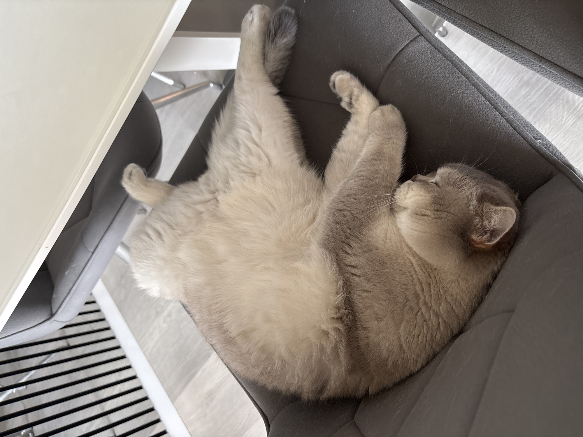 A fluffy cat is sleeping on a gray chair under a white table. The cat is lying on its back with its paws crossed. Its head is tucked into its chest and its eyes are closed. The cat is light brown and white in color. The chair is made of leather and has a quilted pattern. The table is made of white material and has a modern design. The background is a blurred image of a room with wooden floors and a black and white striped wall.