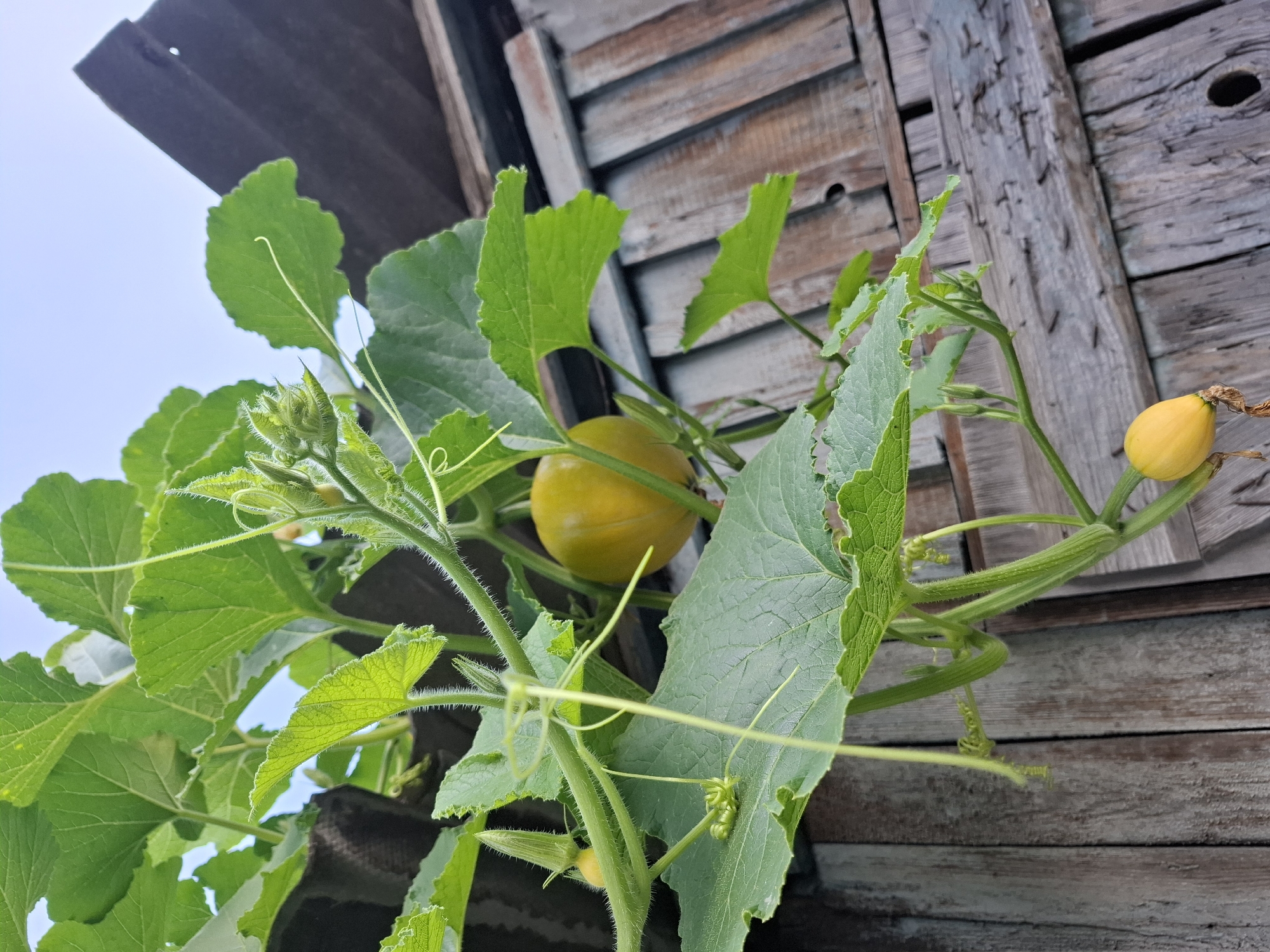 The image shows a close-up view of a pumpkin vine with several small pumpkins and large green leaves. The vine is growing near a weathered wooden fence, possibly in a backyard or garden. The sky is visible in the background, suggesting it's daytime. There are no people or animals in the frame. The scene appears to be in a rural or suburban setting, but specific details about the city of Tyumen, Russia, cannot be determined from the image alone.