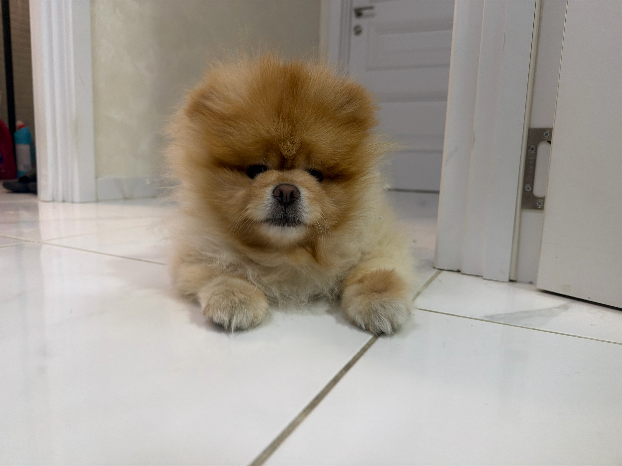 A fluffy, light brown Pomeranian puppy lies on a white tiled floor in front of a slightly open white door. The puppy's fur is voluminous and covers most of its body, with only its dark eyes, pink nose, and paws visible. The background shows a wall with a textured finish and a portion of a door frame. The overall impression is a domestic interior setting. The image does not provide any specific clues to its location in Tbilisi, Georgia.