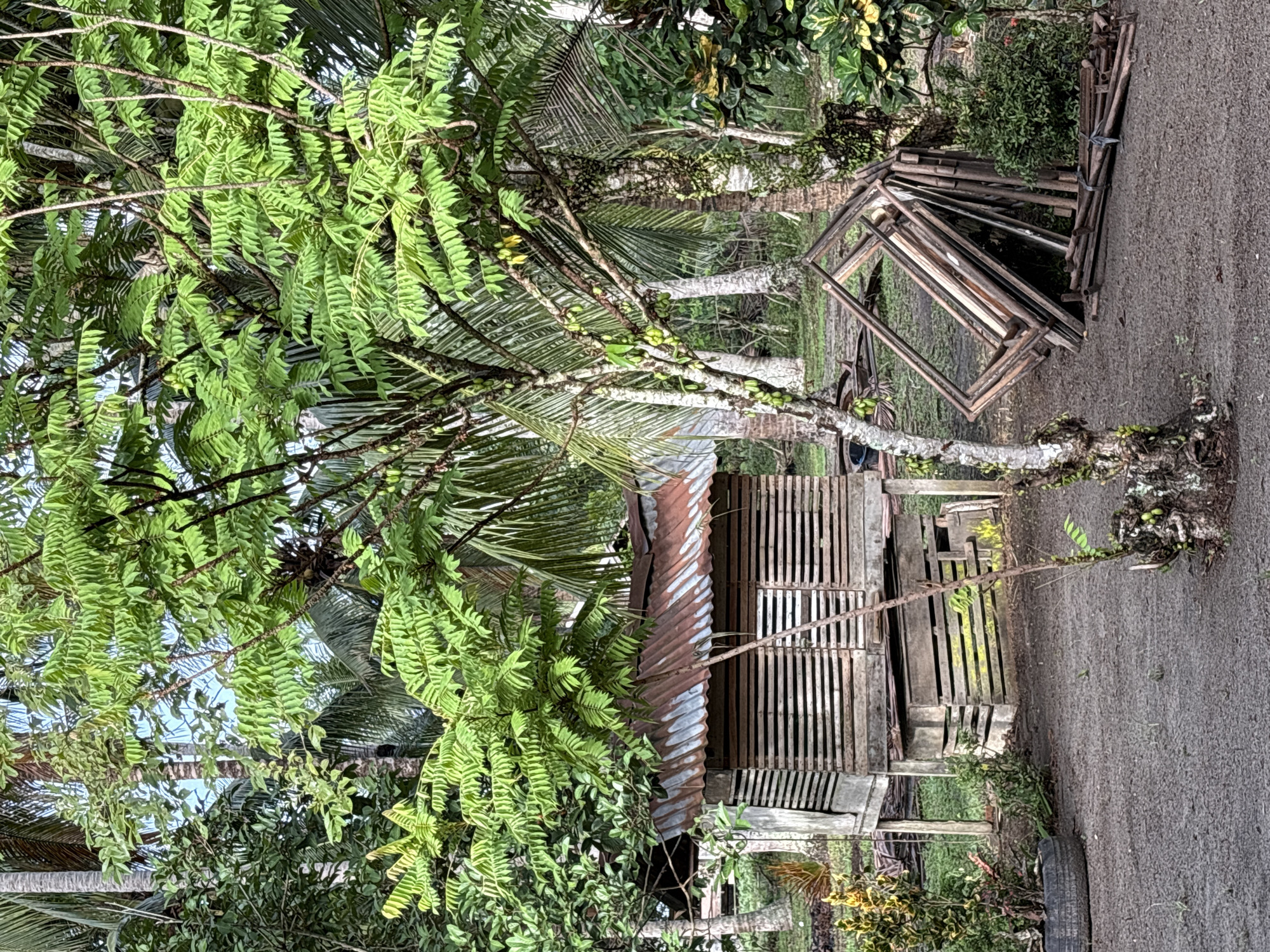 This is a medium shot, eye-level, outdoor photograph of a rural yard in Beunyot, Indonesia. A small, wooden structure with a corrugated tin roof is situated in the center of the frame, raised on stilts. The structure has slatted walls. To the right of the structure, a pile of wooden frames and poles are stacked on the ground. In the foreground, a young tree with sparse leaves and small green fruits grows from a thick base. To the left of the structure, a plant in a black tire is visible. The ground is composed of dark, damp soil. In the background, lush green foliage, including palm trees, and other tropical plants are abundant, suggesting a humid climate. The lighting indicates it is daytime. No people are visible in the image.
