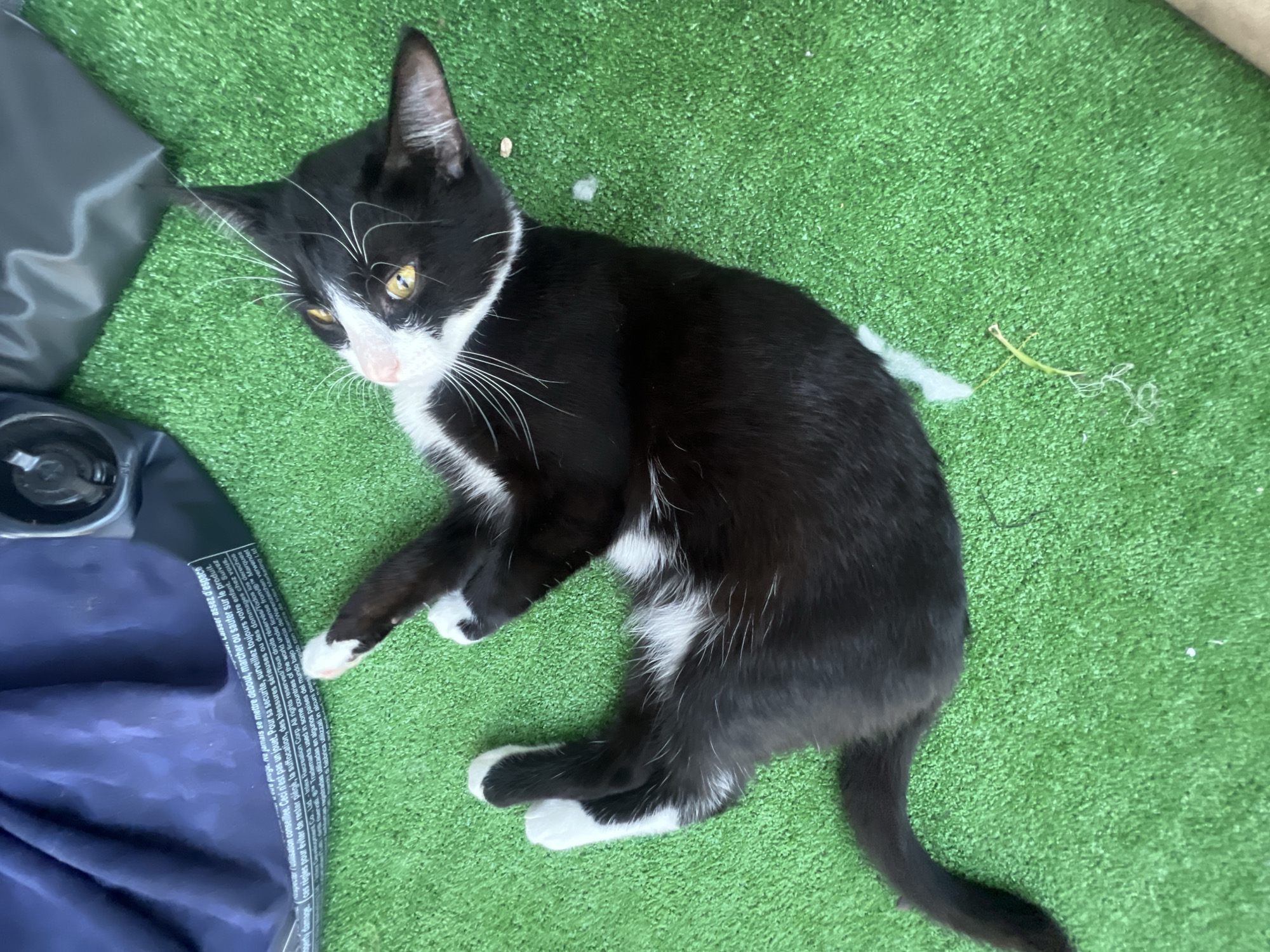 A black and white tuxedo cat is prominently featured, lying down on a vibrant green artificial turf. The cat has striking yellow eyes, long white whiskers, and black fur with distinct white markings on its chest, chin, nose, and paws. It appears relaxed, looking slightly upwards and towards the viewer.
To the left of the cat, a dark blue or navy fabric item is visible, partially obscuring the artificial grass. This item appears to be part of an inflatable object or a large bag, with a black cup holder visible on its top edge. A white label with black text is attached to the fabric item. The text, predominantly in French, includes safety instructions such as "ne jamais se mettre debout, marcher ou sauter sur le produit" (never stand, walk or jump on the product), "Ceci n'est pas un jouet" (This is not a toy), and "surveillez toujours votre enfant" (always supervise your child). It also references "Intex Recreation Corp." and "Trademarks used in some countries of the world under license."
The background is entirely composed of artificial green grass, suggesting an outdoor or semi-outdoor setting like a patio or balcony. Near the cat's tail, a small, thin, light green stick-like object is visible on the grass. The overall lighting is bright, indicating daytime. No people are present in the image.