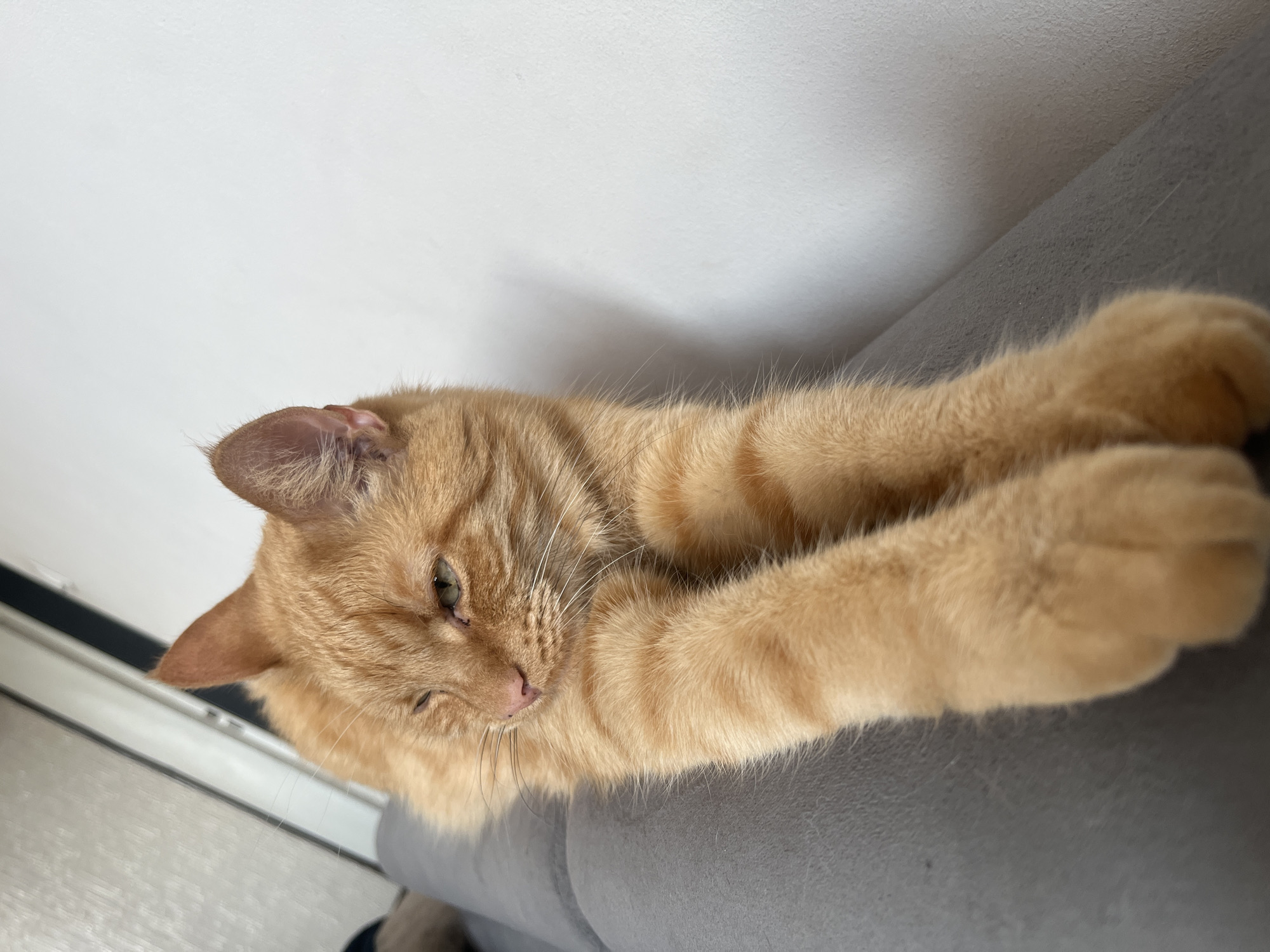 The image shows a ginger cat lying on a gray sofa. The cat is stretched out with its front paws extended. Its fur is striped and its eyes are partially closed. The background is a plain white wall with a vertical window frame on the left. The lighting suggests it is daytime. There is no indication of the cat's location within the city of Zabrze, Poland.
