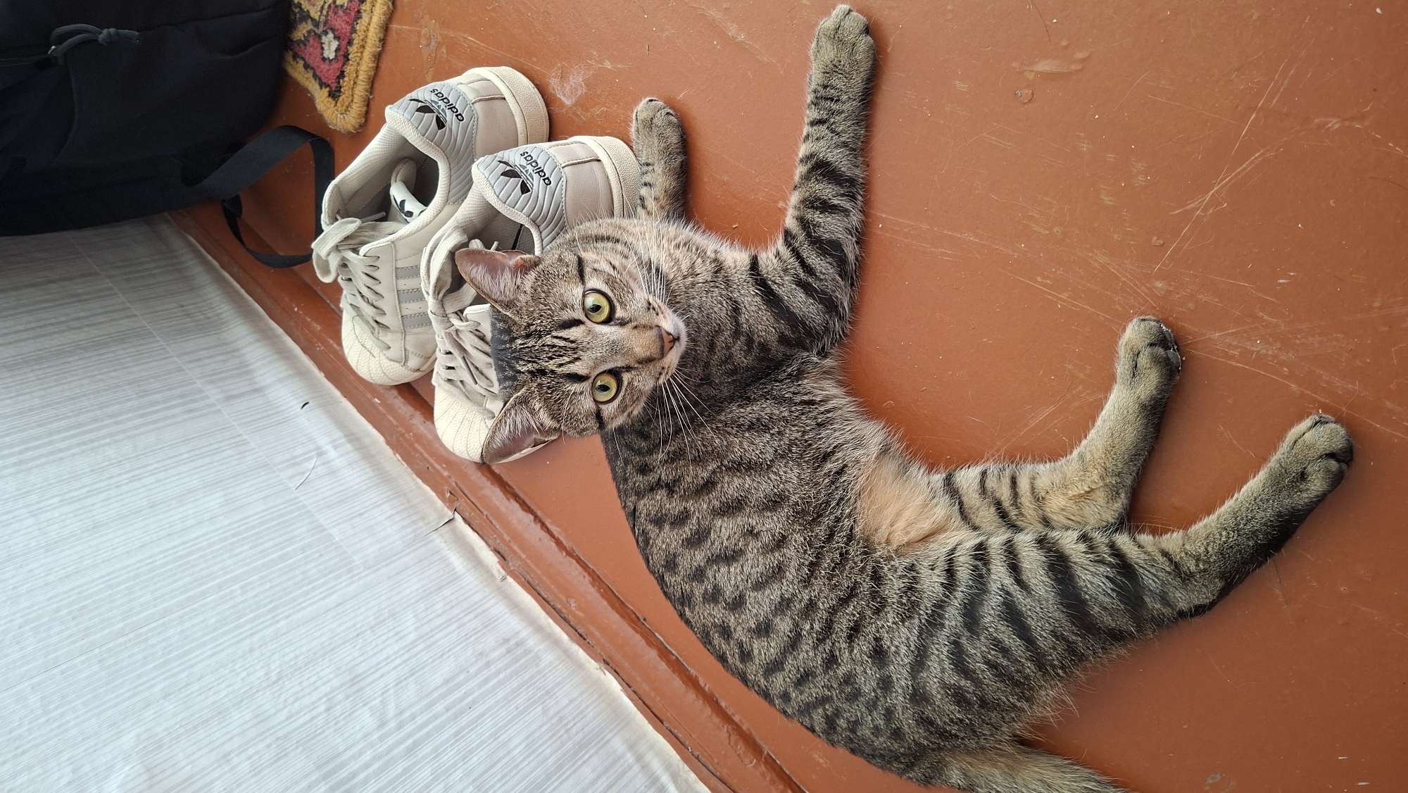 A tabby cat with green eyes lies on a reddish-brown floor next to a pair of beige Adidas sneakers. The cat is facing the camera, with its body stretched out and its front paws extended. The background shows a white wall with a brown baseboard. A black backpack and a small rug are visible in the upper right corner. The scene appears to be indoors, possibly in a residential setting in Забалоцкі сельскі Савет, Belarus.
