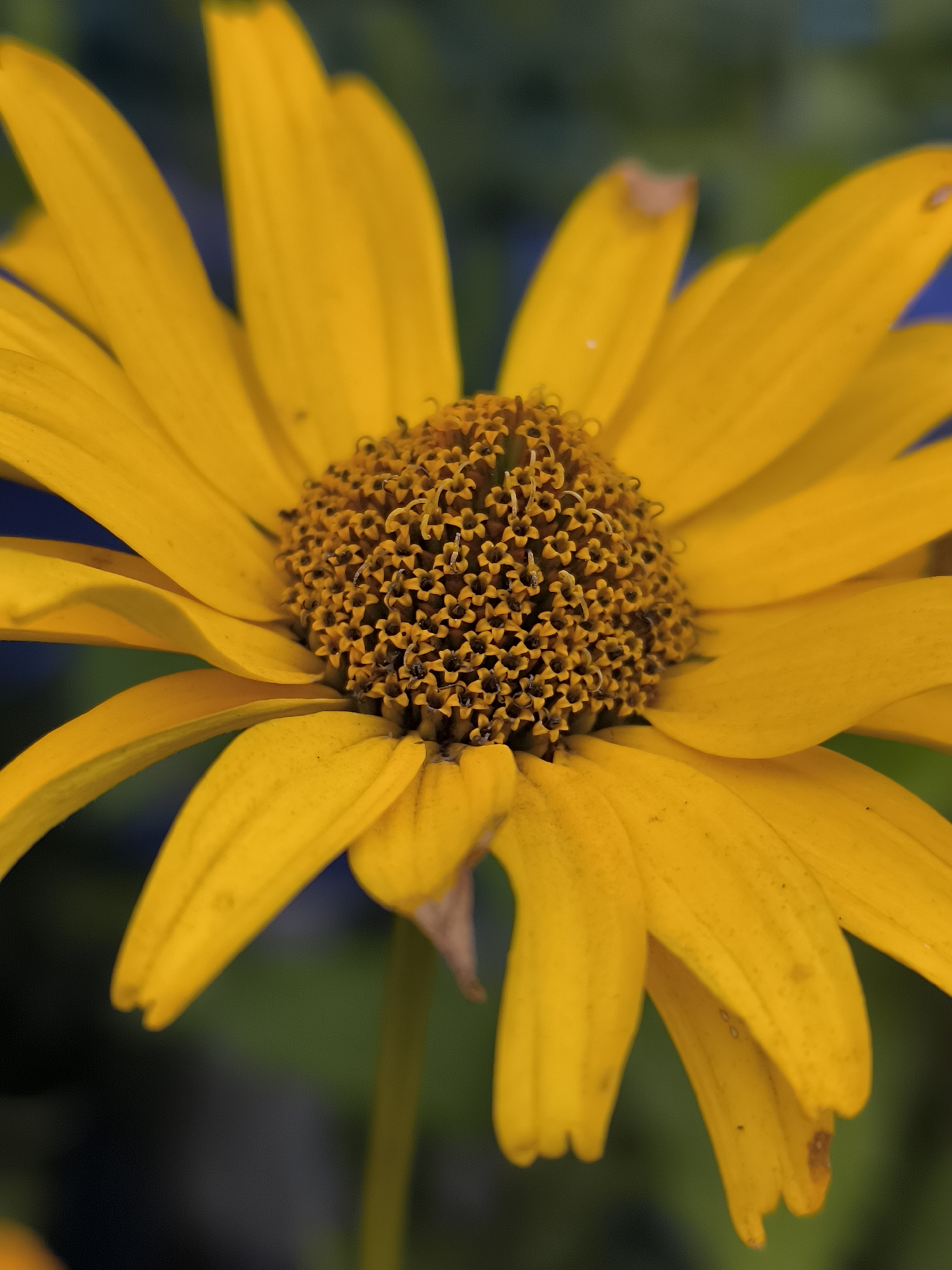A close-up, high-angle shot showcases the intricate details of a vibrant yellow daisy. The flower's petals, slightly curled and textured, radiate outwards from a dark, pollen-filled center composed of numerous tiny florets. The background is a soft blur of dark green and blue, suggesting foliage and perhaps a sky, indicating an outdoor setting. There is no identifiable information within the image to associate it with Klaipėda, Lithuania.