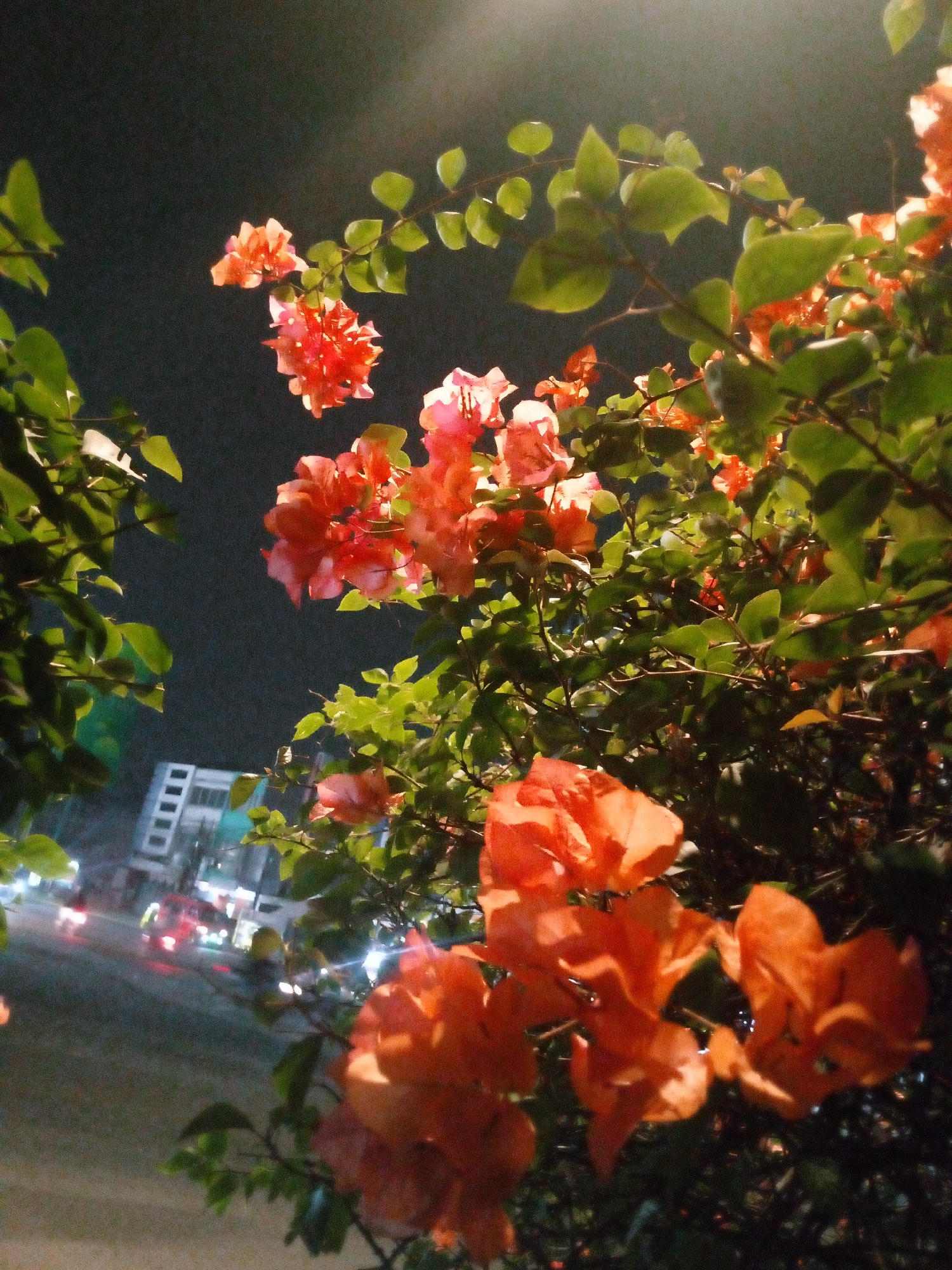 This image depicts bougainvillea flowers in the foreground, with a blurry background showing a street scene at night in what is identified as Bitung Jaya, Indonesia. The flowers are a vibrant orange and pink, illuminated by what appears to be artificial light, possibly streetlights. They are attached to branches with green leaves. In the background, blurred by motion and low light, are the lights of vehicles, suggesting a road with traffic. A building, also blurred, is visible in the distance. The overall impression is a nocturnal urban setting with natural elements.
