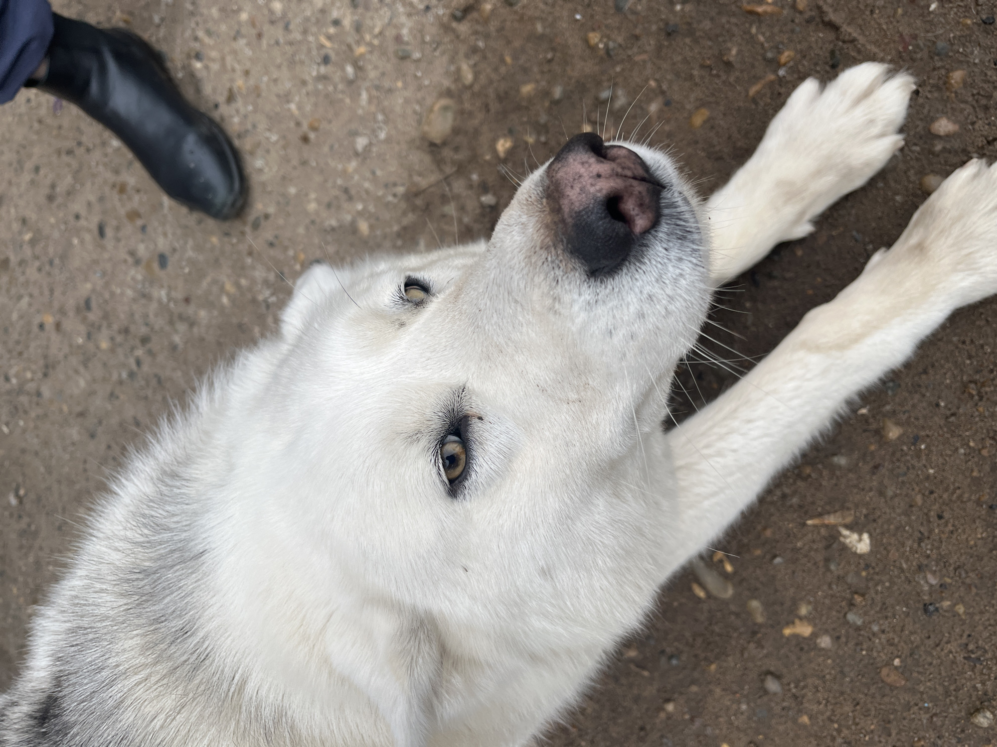 A close-up, high-angle shot shows a white and gray dog lying on a dirt surface. The dog's face, with a large black and pink nose, is in focus. Its paws are extended towards the upper right of the frame. A black boot is visible in the upper left corner of the image. The location is Шолья, Russia.