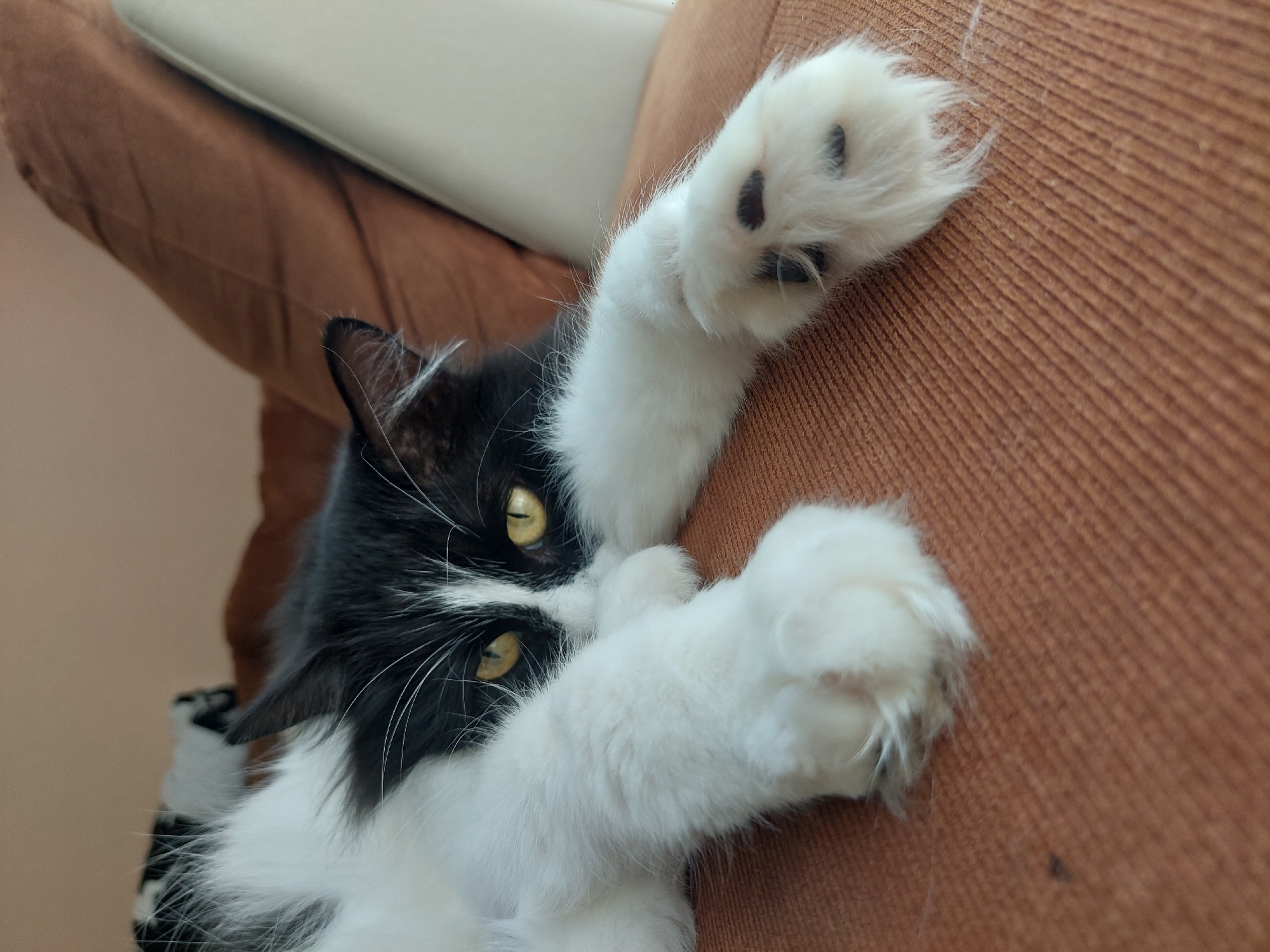A black and white tuxedo cat is depicted lying on its back on a textured brown sofa or armchair in an indoor setting, likely a home in Plovdiv, Bulgaria. The cat stretches its fluffy white paws upwards, revealing prominent black toe beans on the pads of its feet. Its head is slightly turned, and its striking yellow eyes are fixed on the viewer. White fur covers its chest, chin, and nose, contrasting with its sleek black fur on its head, ears, and body. Long white whiskers extend from its muzzle. The brown furniture surface has a distinct corduroy-like or ribbed texture. A lighter, off-white surface is visible in the background, possibly another part of the furniture or a wall. The scene is brightly lit, suggesting daytime, and the cat appears relaxed and playful. There is no visible text in the image.