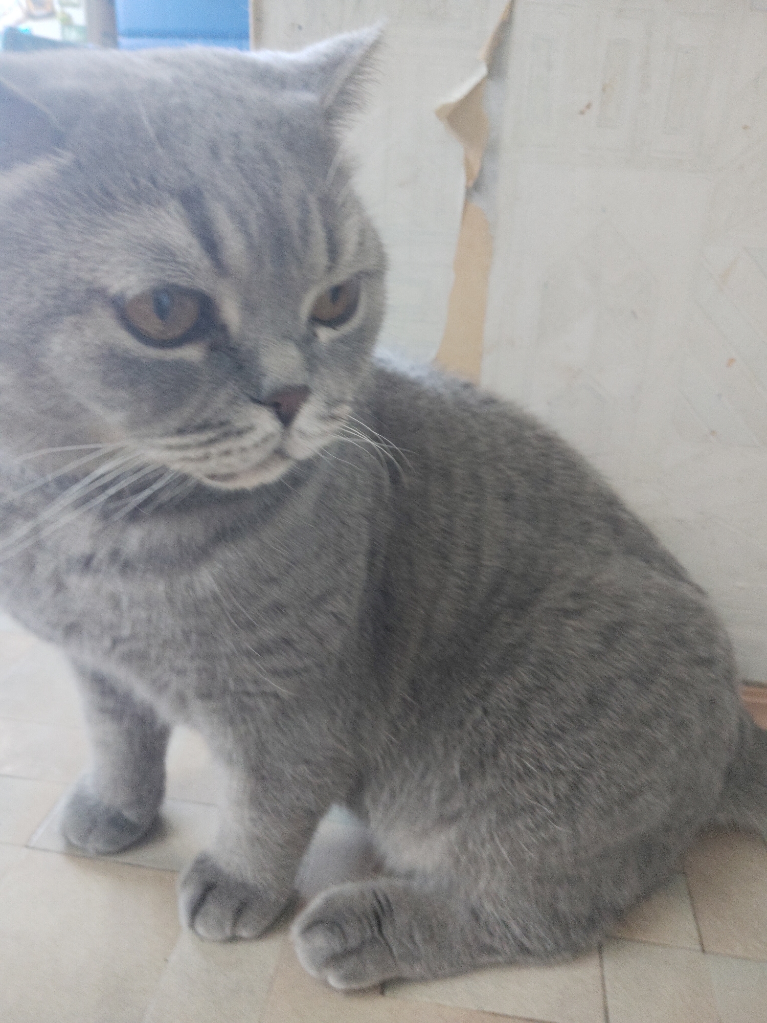 A grey cat, likely a British Shorthair, is the central subject of this indoor portrait. The cat has dense, blue-grey fur with subtle darker tabby markings visible on its head and body. Its eyes are a warm amber-brown, and long white whiskers extend from its muzzle. It is captured in a sitting position, looking to the right side of the frame with a focused, perhaps curious or pensive, expression.
The setting appears to be a room indoors. The cat sits on a light-colored tiled floor, composed of square tiles with darker grout lines. Behind the cat, there is a plain, light-toned wall. On the upper right side of the background, sections of the wall appear to have peeling wallpaper or paint, revealing an underlying layer. The lighting is soft and natural, suggesting daylight entering the room, but no specific time of day or outdoor conditions are discernible. There is no visible text in the image.
