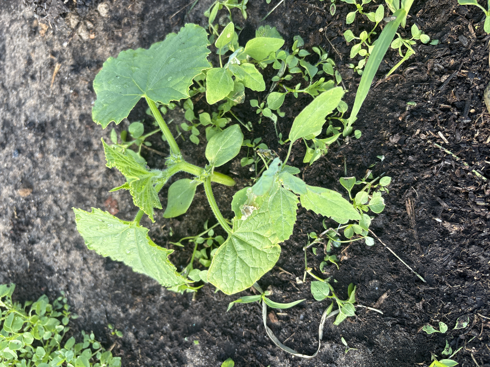 A young cucumber plant, with a few damaged leaves, is growing in dark soil. The plant is surrounded by small green weeds and blades of grass. The soil appears moist and has some organic debris mixed in. The scene is outdoors, likely in a garden. The time of day appears to be daylight, with soft lighting. There are no people or animals visible in the image. The location is specified as Kurgan, Russia.